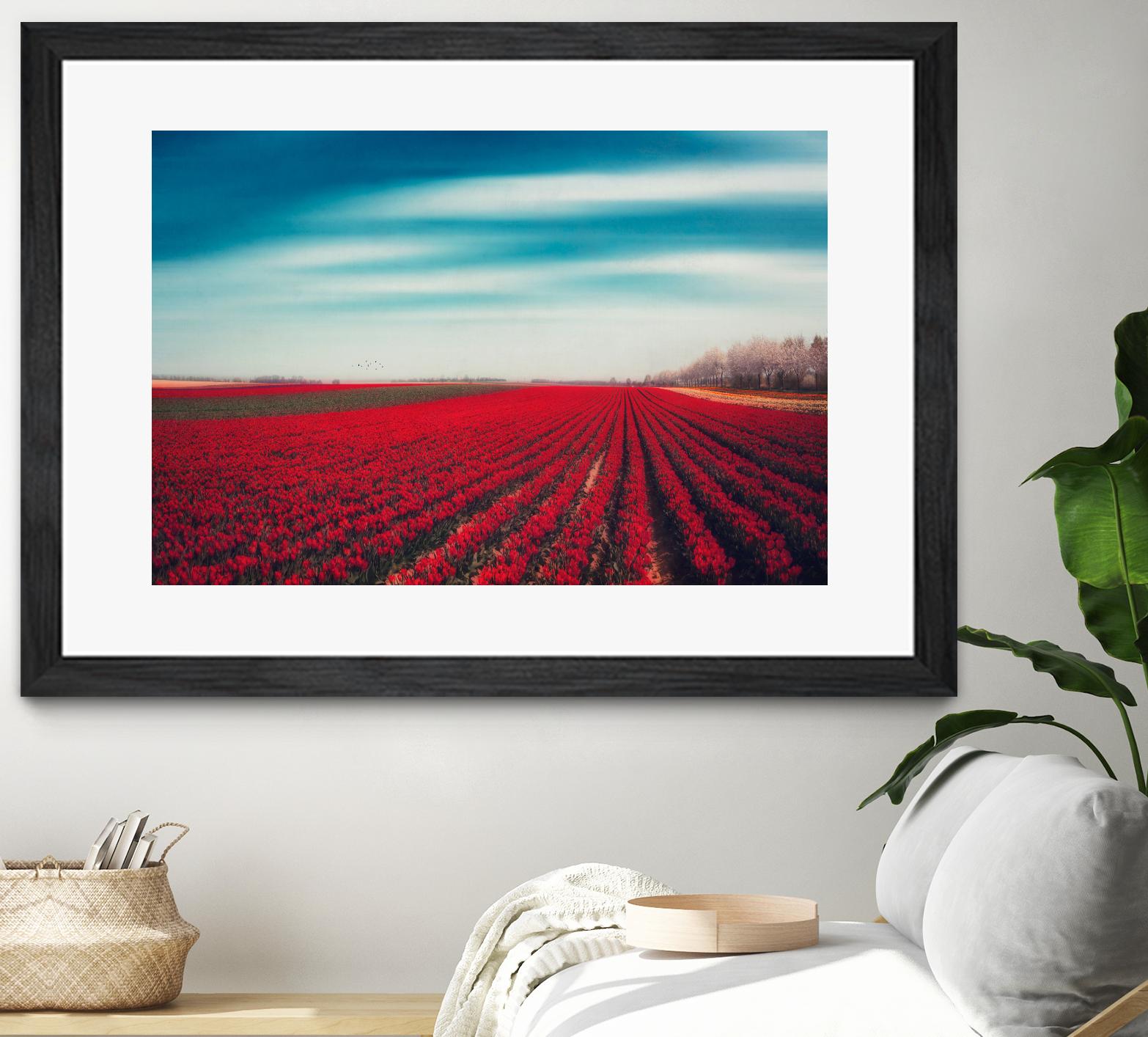 Tulips by Dirk Wuestenhagen on GIANT ART - multicolor photography; landscapes