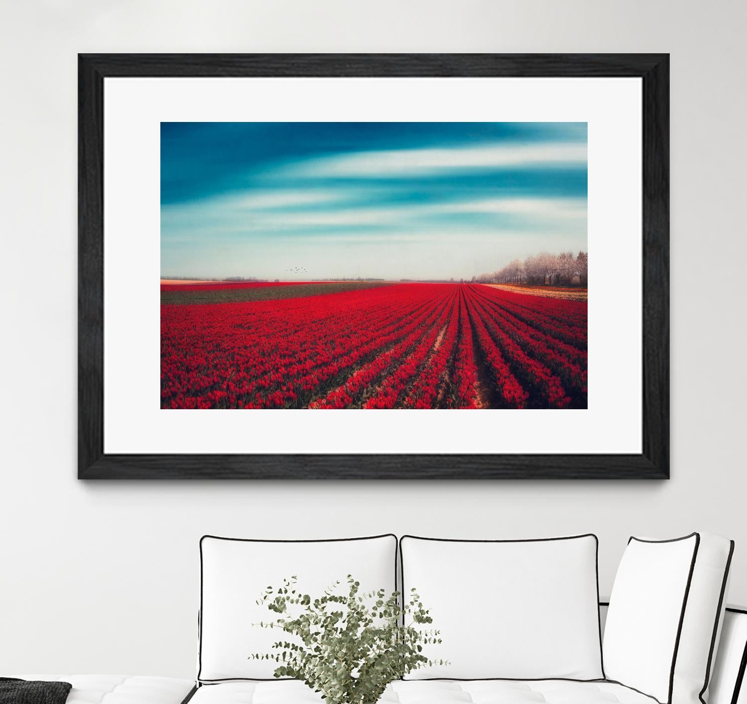 Tulips by Dirk Wuestenhagen on GIANT ART - multicolor photography; landscapes