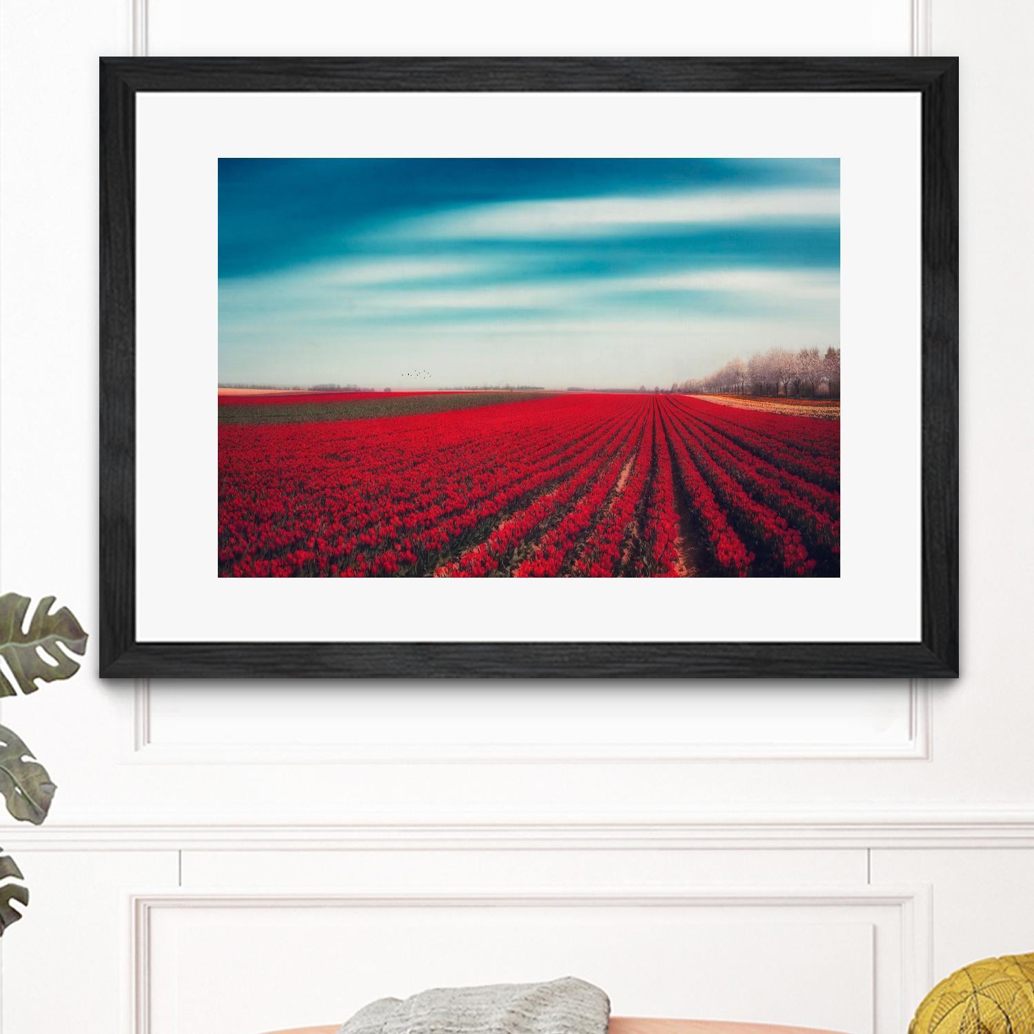 Tulips by Dirk Wuestenhagen on GIANT ART - multicolor photography; landscapes