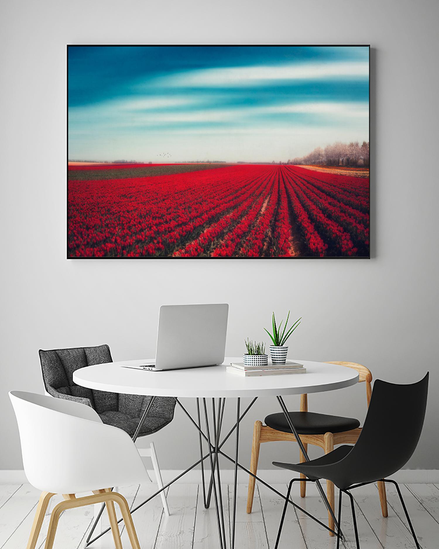Tulips by Dirk Wuestenhagen on GIANT ART - multicolor photography; landscapes