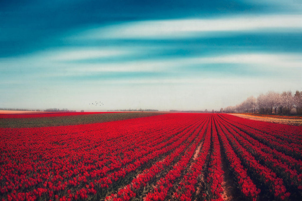 Tulips by Dirk Wuestenhagen on GIANT ART - multicolor photography; landscapes