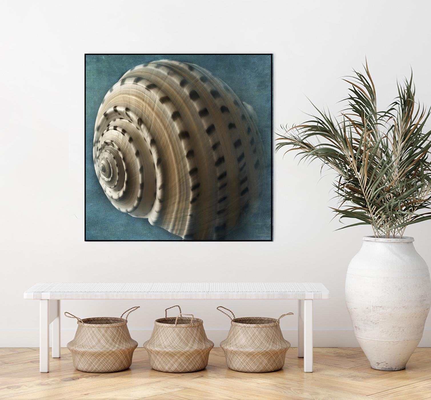 Three Shades of Blue Conch by Dennis Frates on GIANT ART - beige nautical