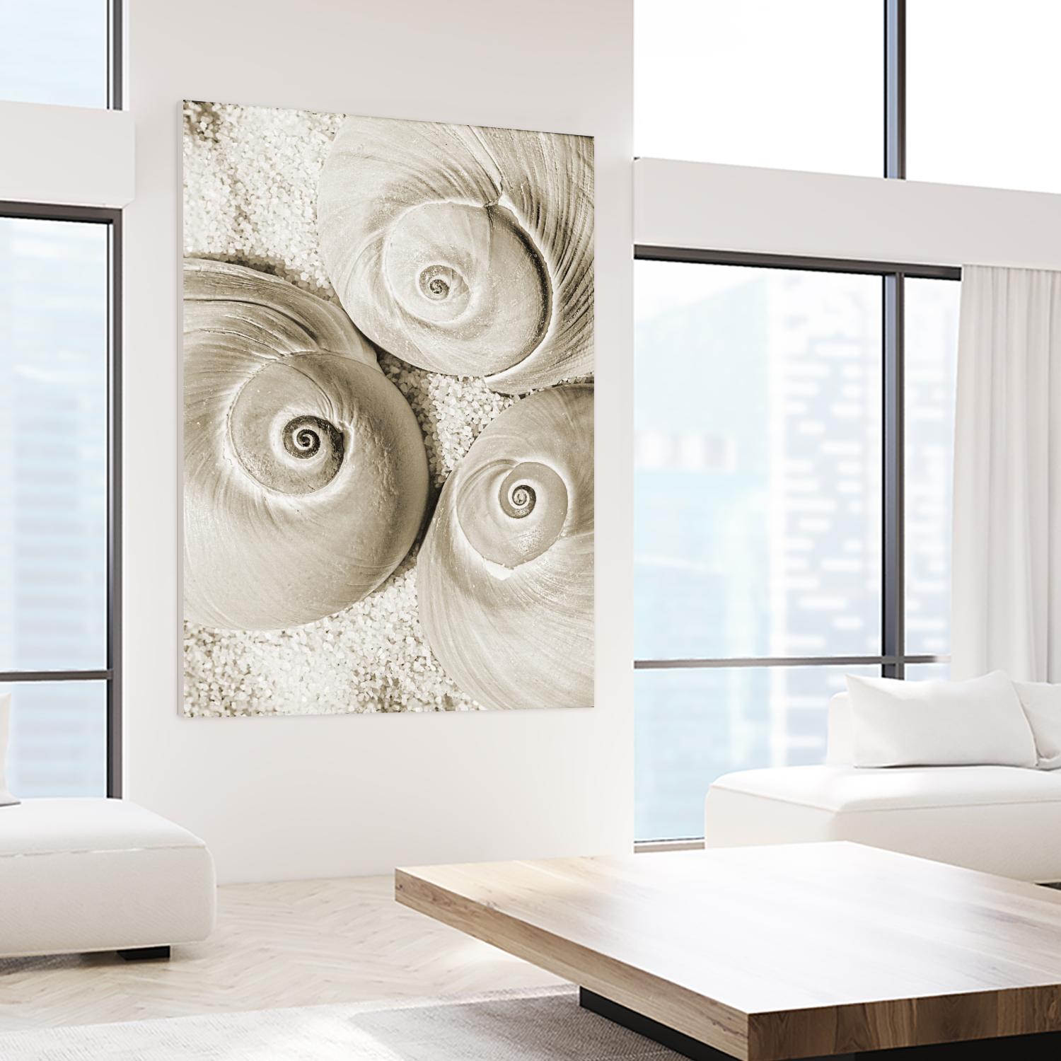 Sea Shell II by Norm Stelfox on GIANT ART - grey nautical