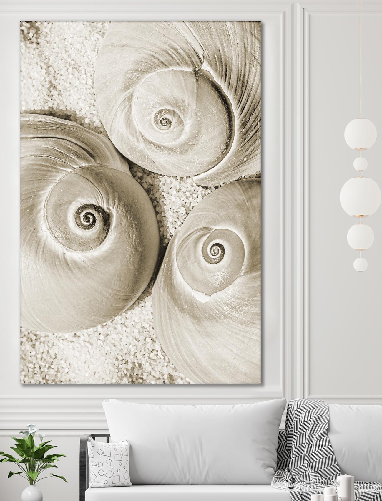 Sea Shell II by Norm Stelfox on GIANT ART - grey nautical