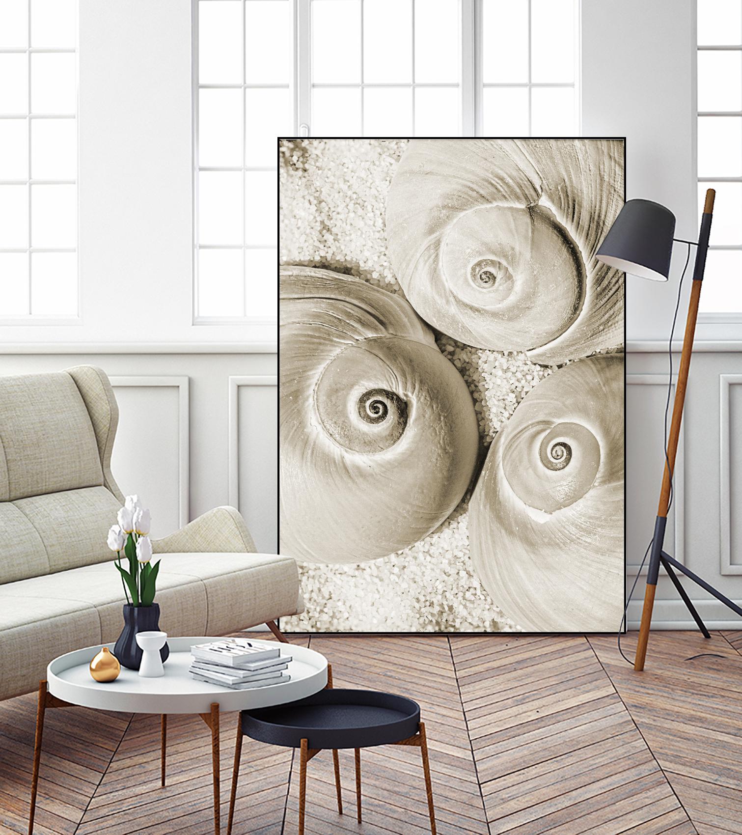 Sea Shell II by Norm Stelfox on GIANT ART - grey nautical