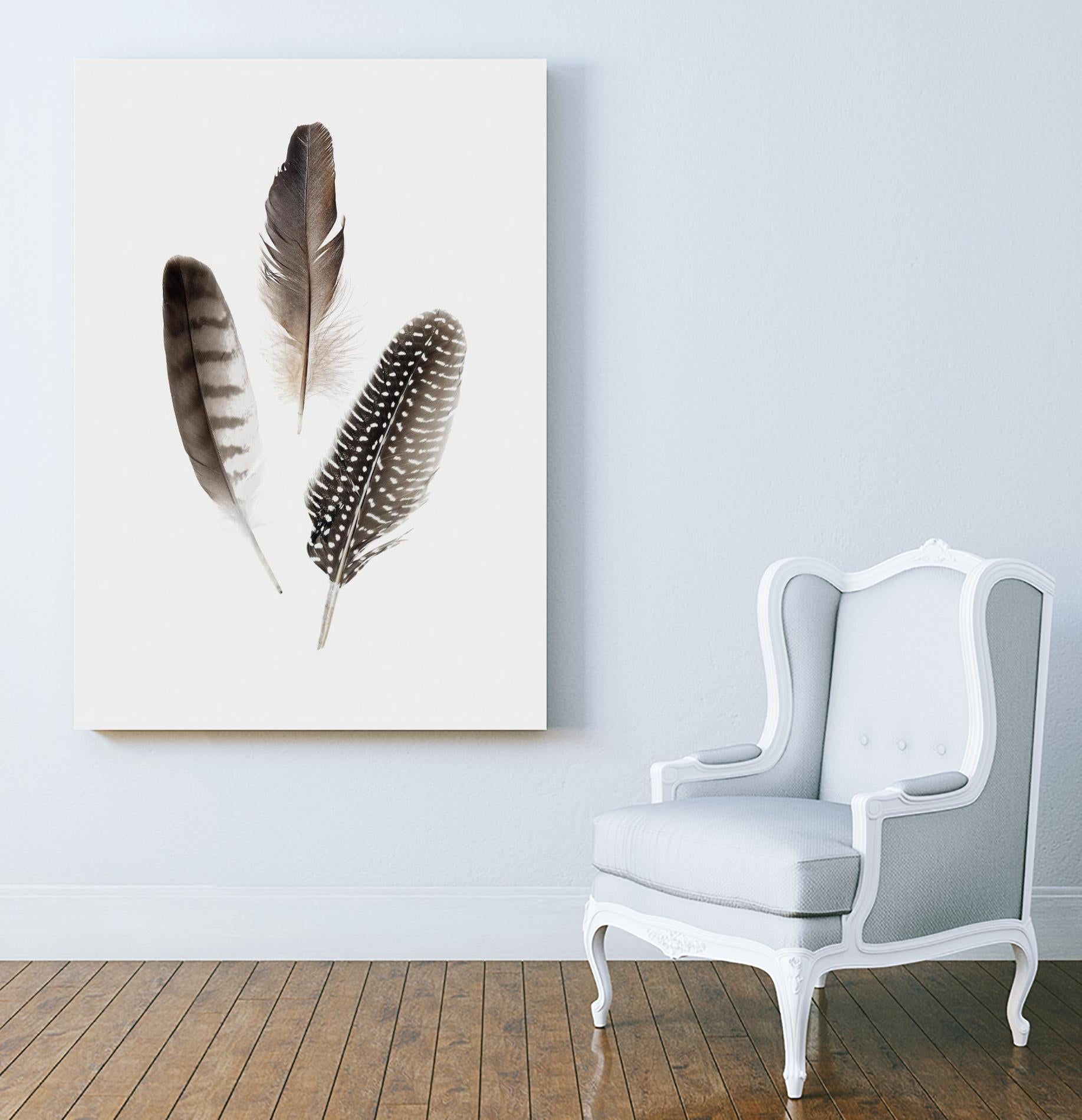 Feathers I by PI Studio on GIANT ART - brown animals