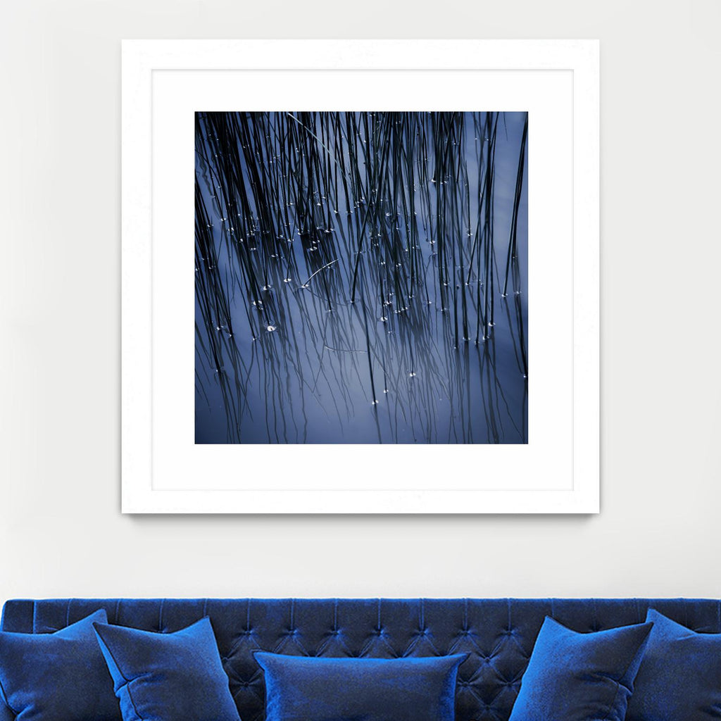Lily Pond Blue III by Rebecca Cozart on GIANT ART - black photo art
