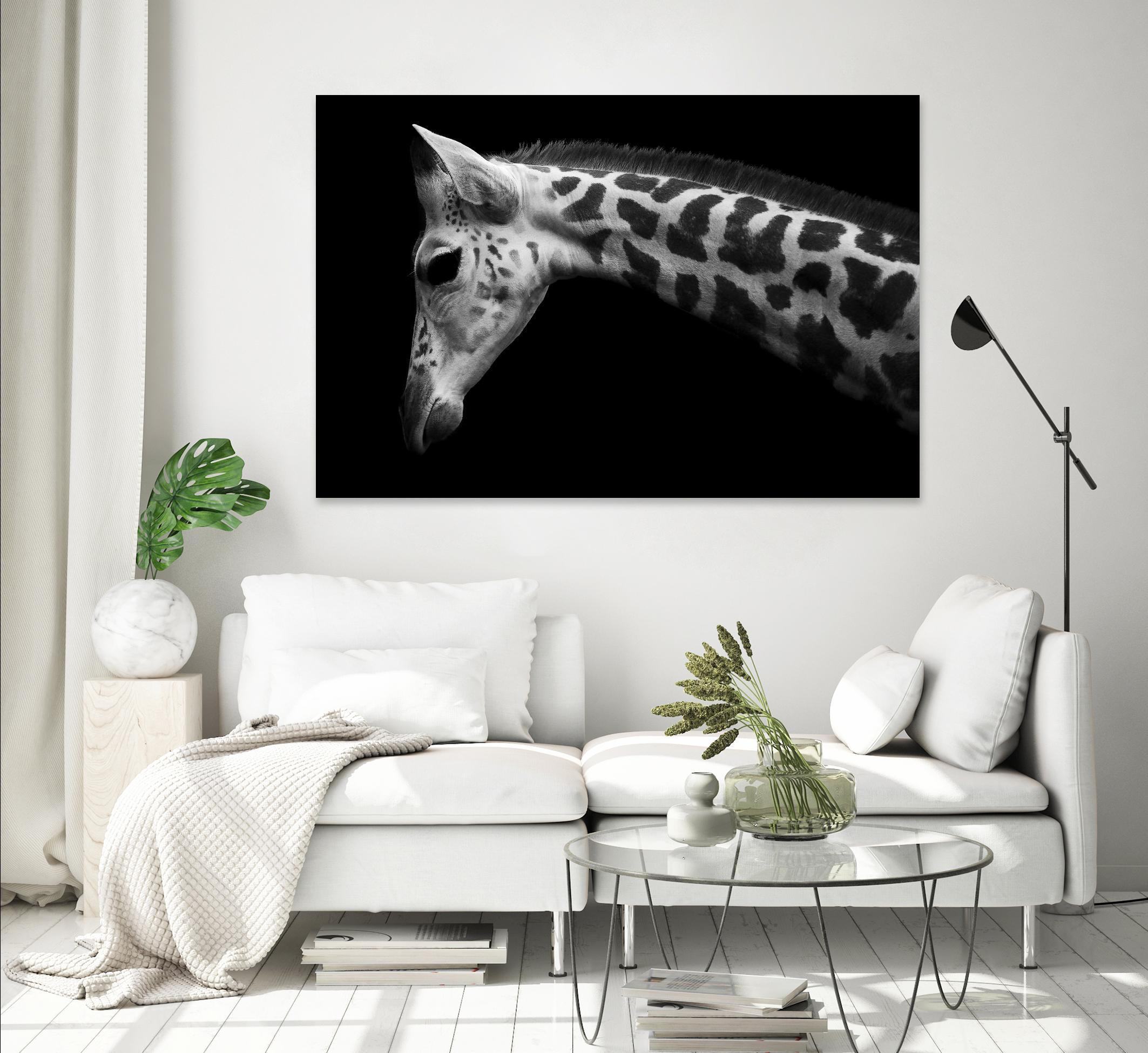 Williams - Calf by 1X on GIANT ART - white animals
