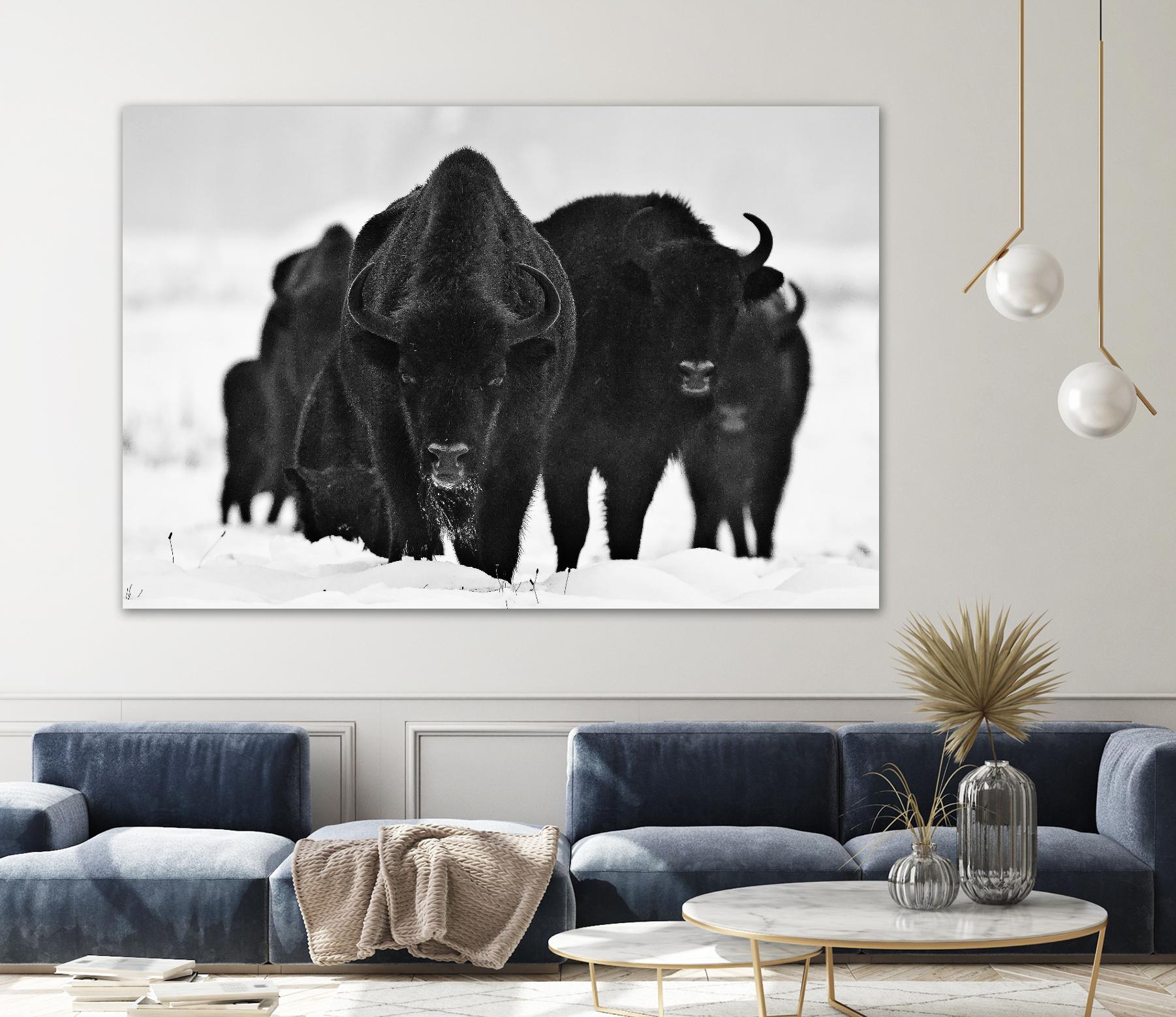 Europeans Bizons by Crepinsek 1X on GIANT ART - black animals