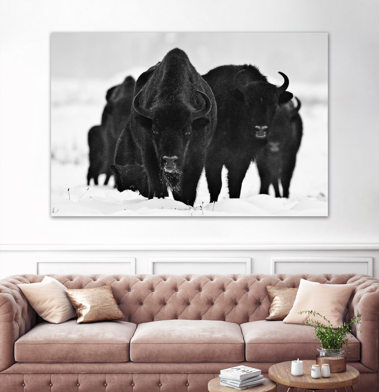 Europeans Bizons by Crepinsek 1X on GIANT ART - black animals