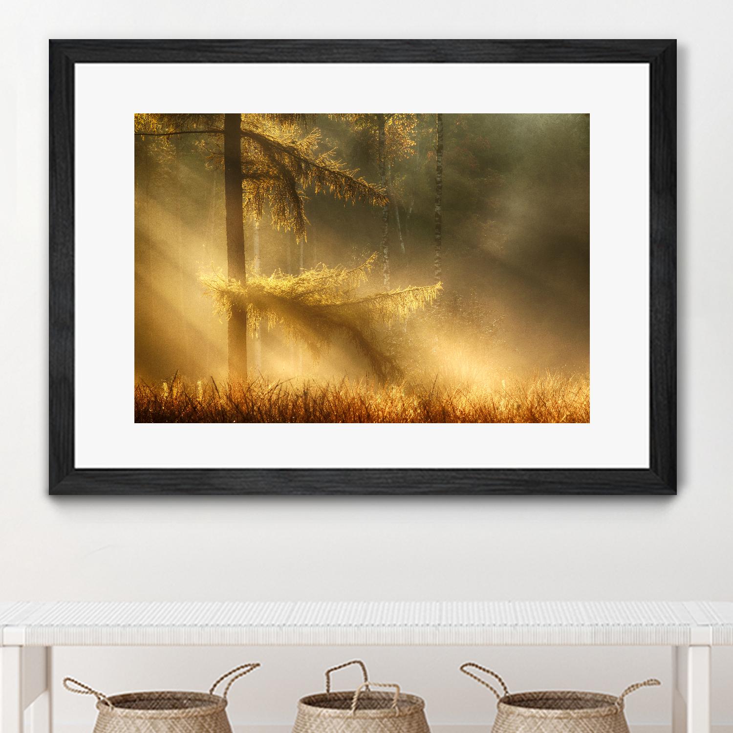 Autumn Light by Mies 1X on GIANT ART - orange trees