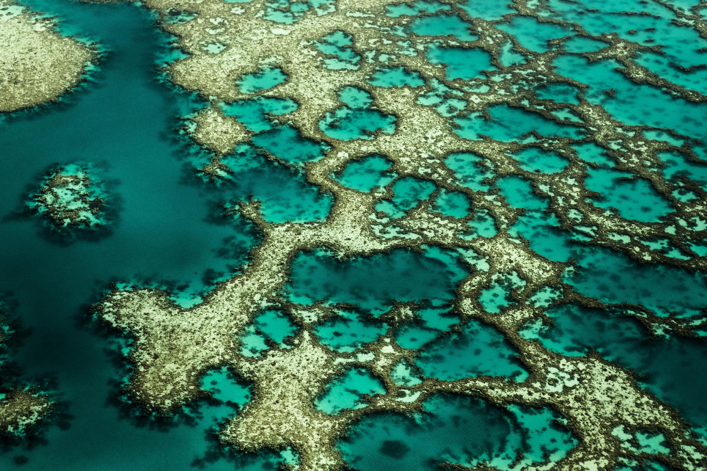 Wrobel - Gondwana by 1X on GIANT ART - green photo art