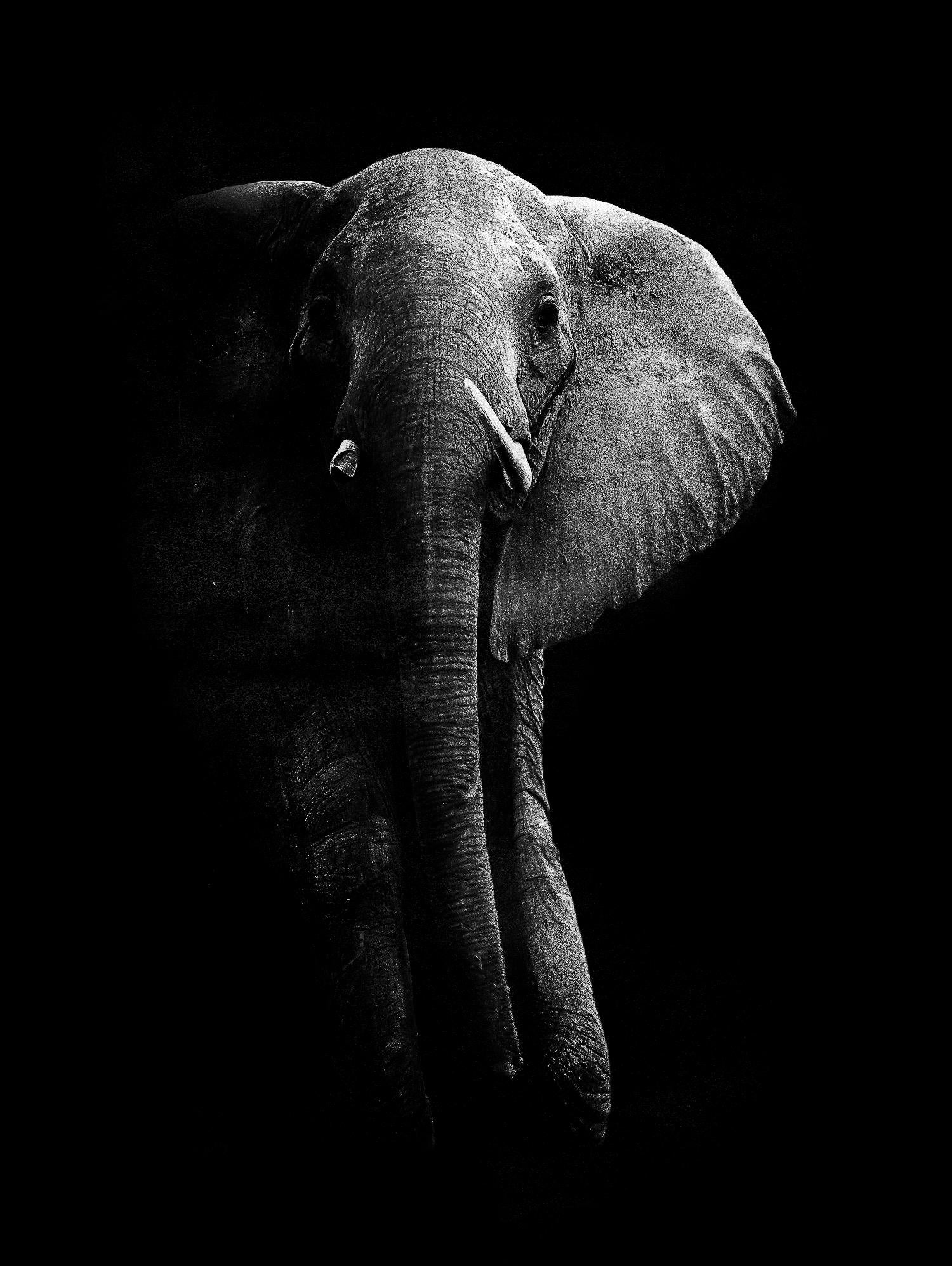 Elephant! by WildPhotoArt on GIANT ART - white black&white nature