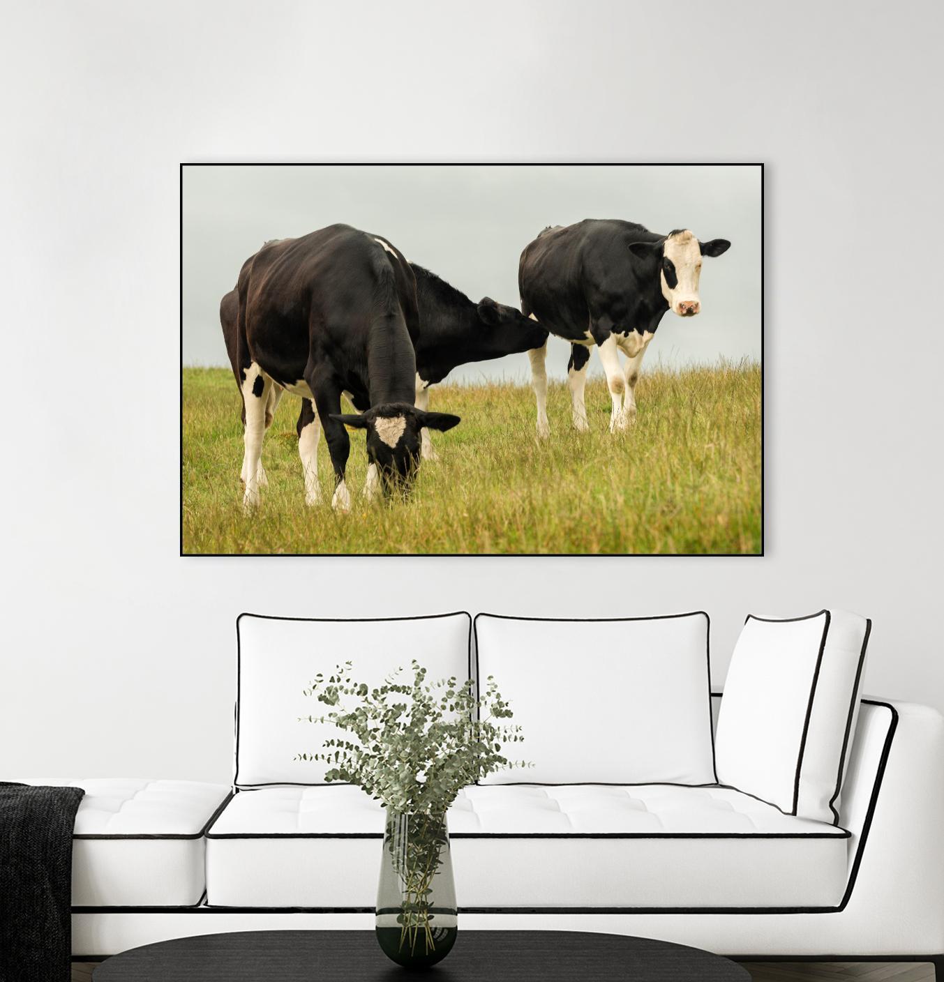 Country Cows by Andy Amos on GIANT ART - farm photography