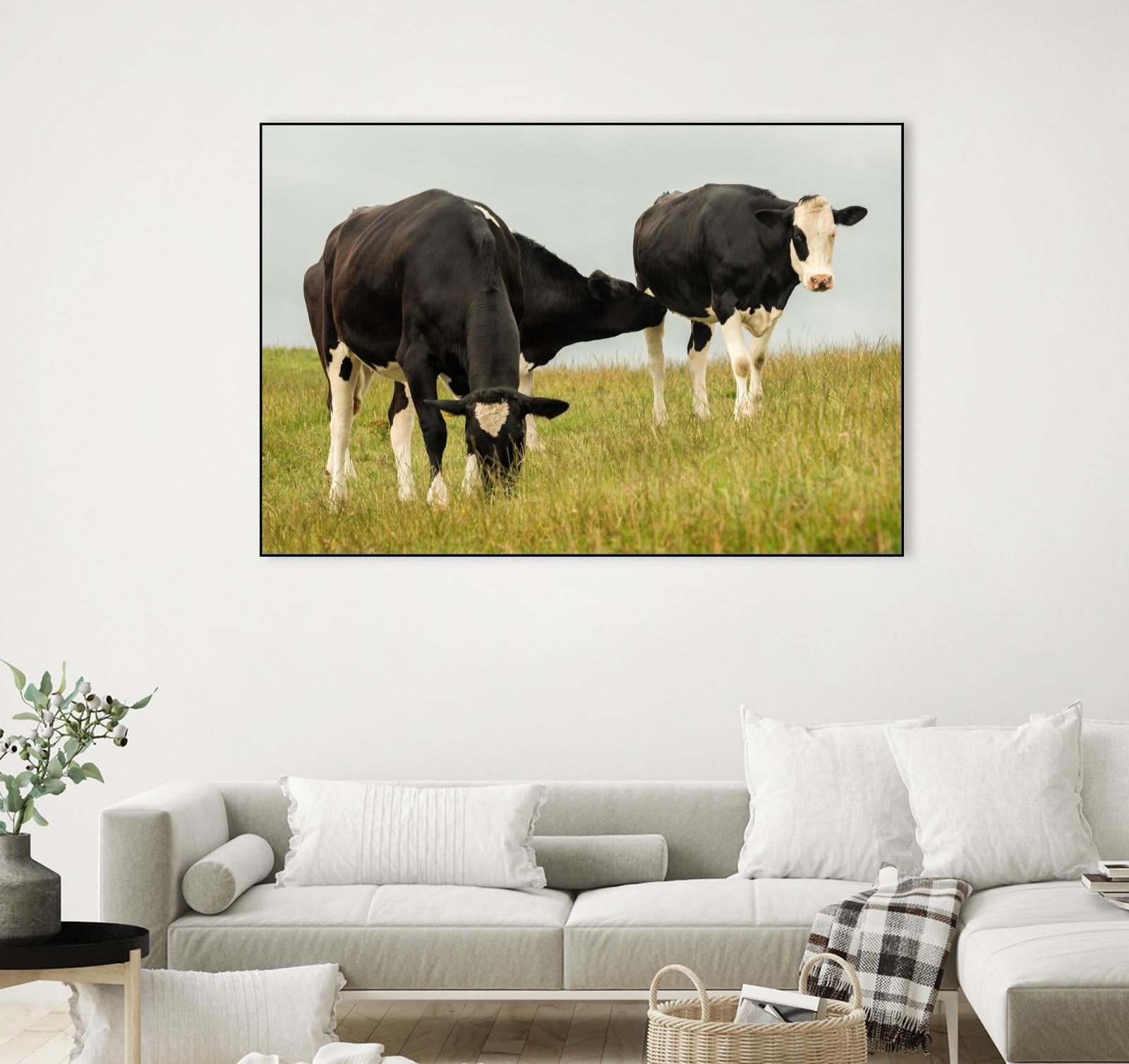 Country Cows by Andy Amos on GIANT ART - farm photography