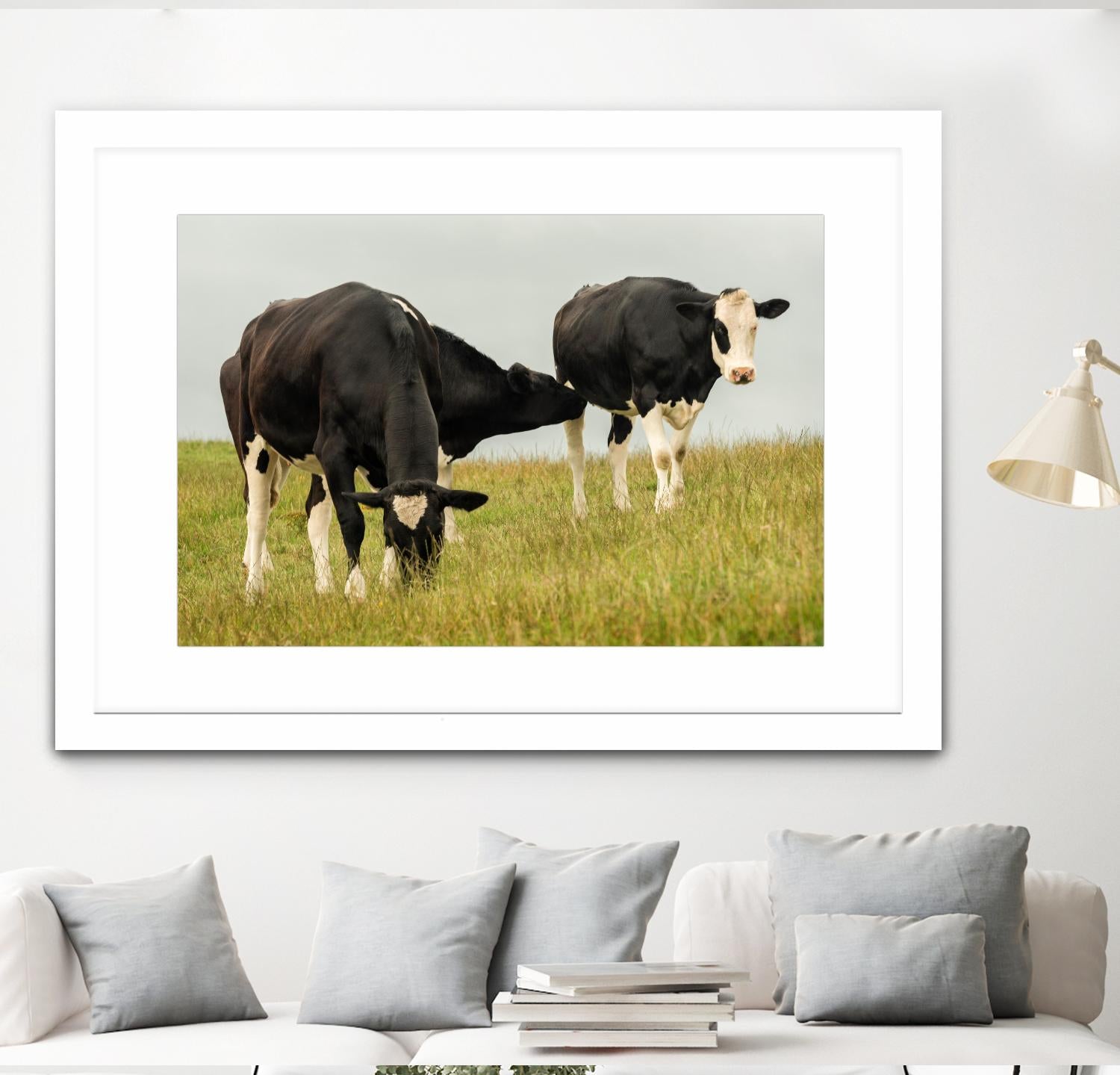 Country Cows by Andy Amos on GIANT ART - farm photography