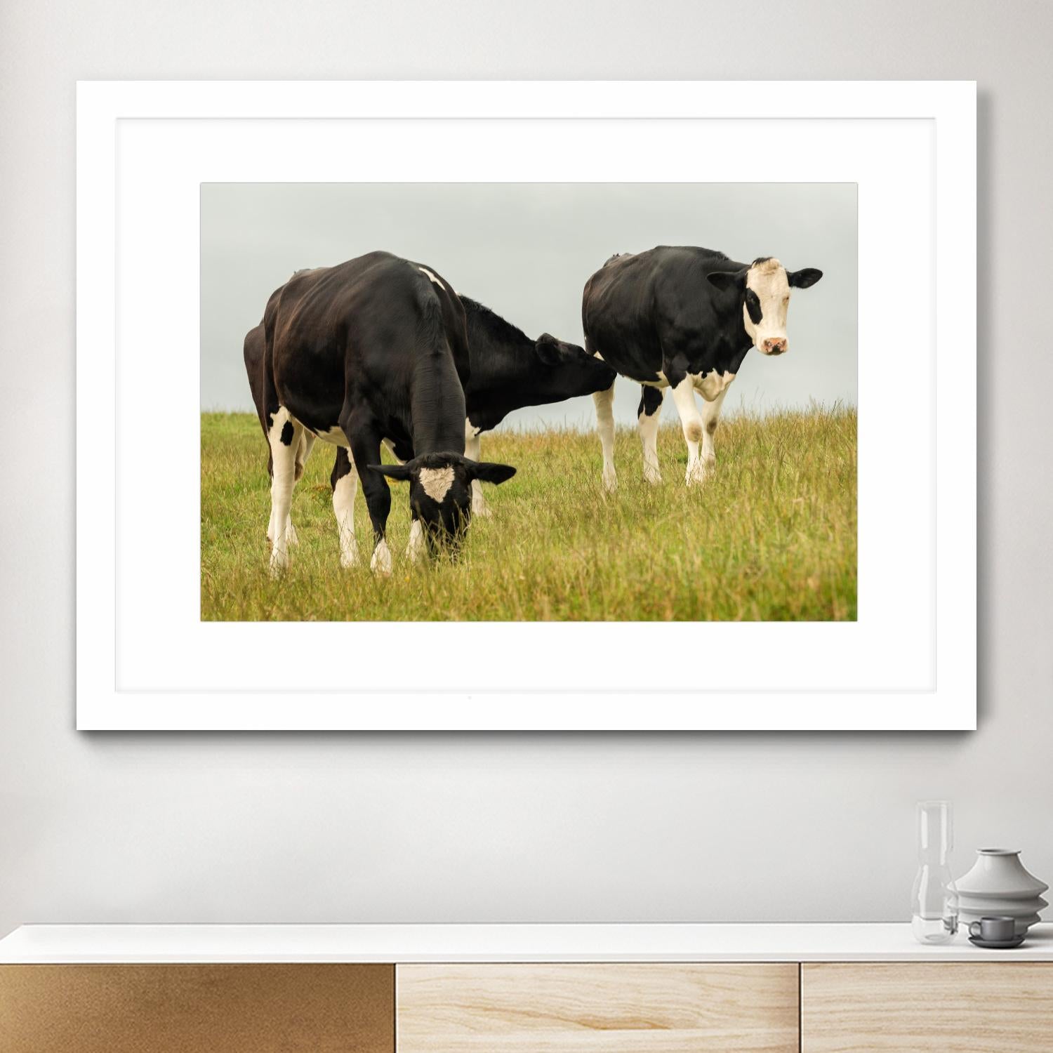 Country Cows by Andy Amos on GIANT ART - farm photography
