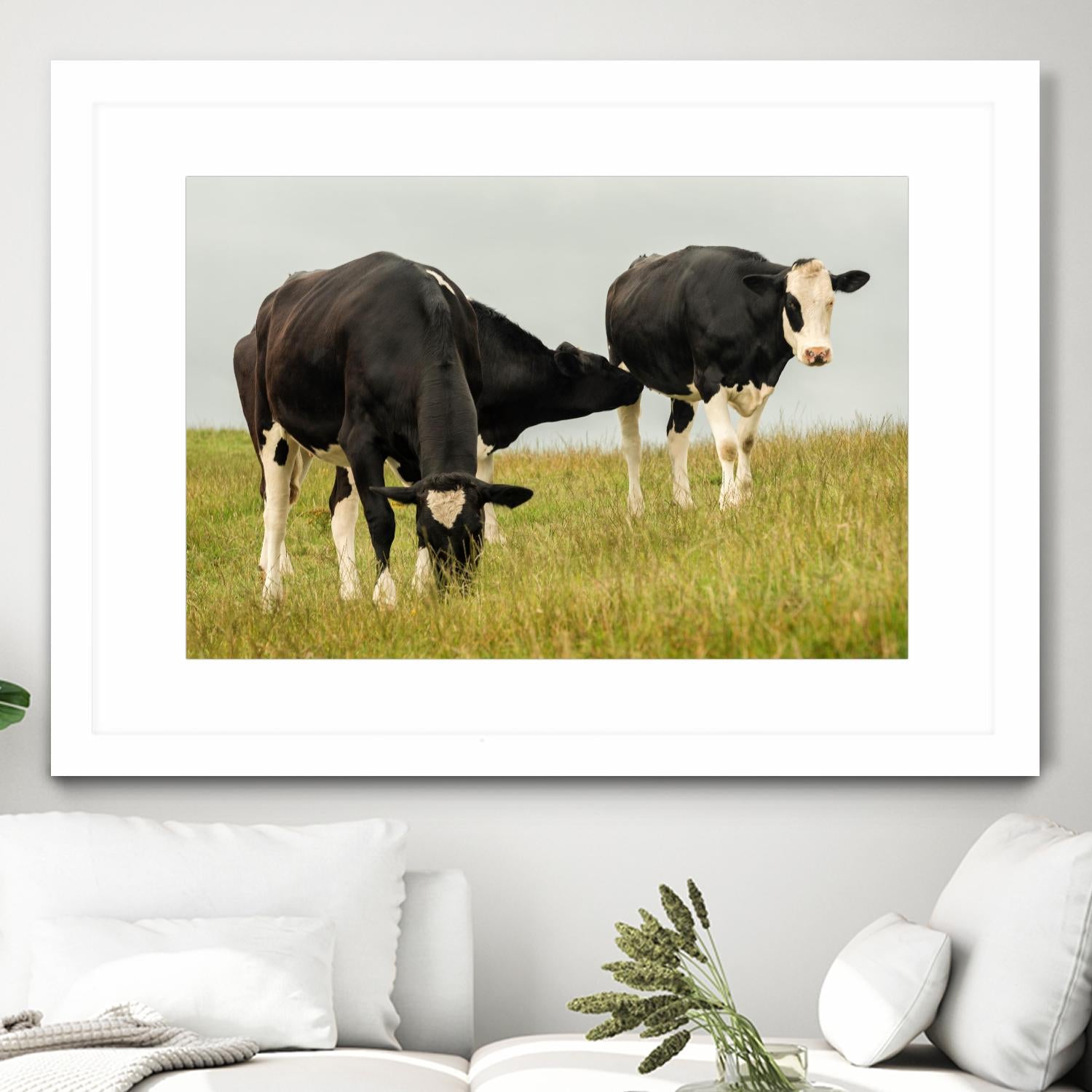 Country Cows by Andy Amos on GIANT ART - farm photography