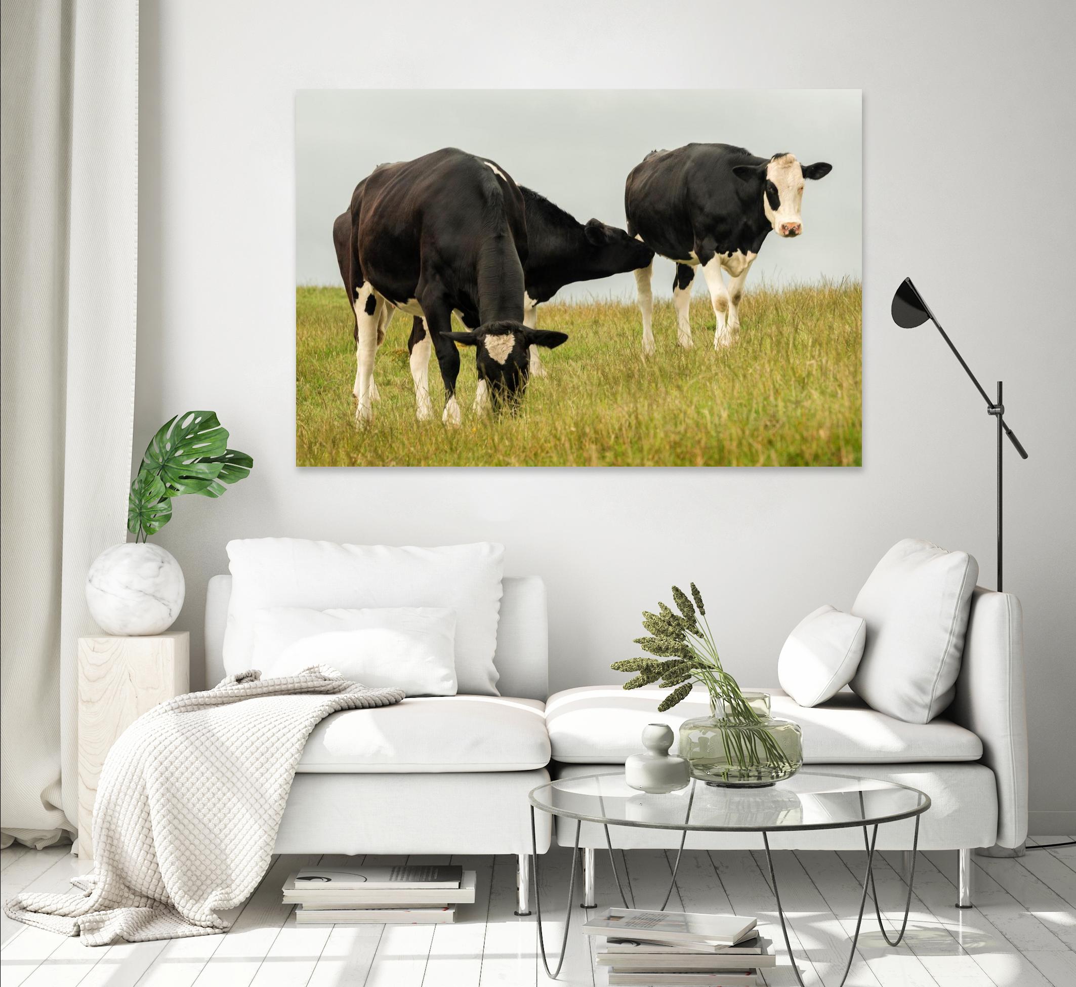 Country Cows by Andy Amos on GIANT ART - farm photography