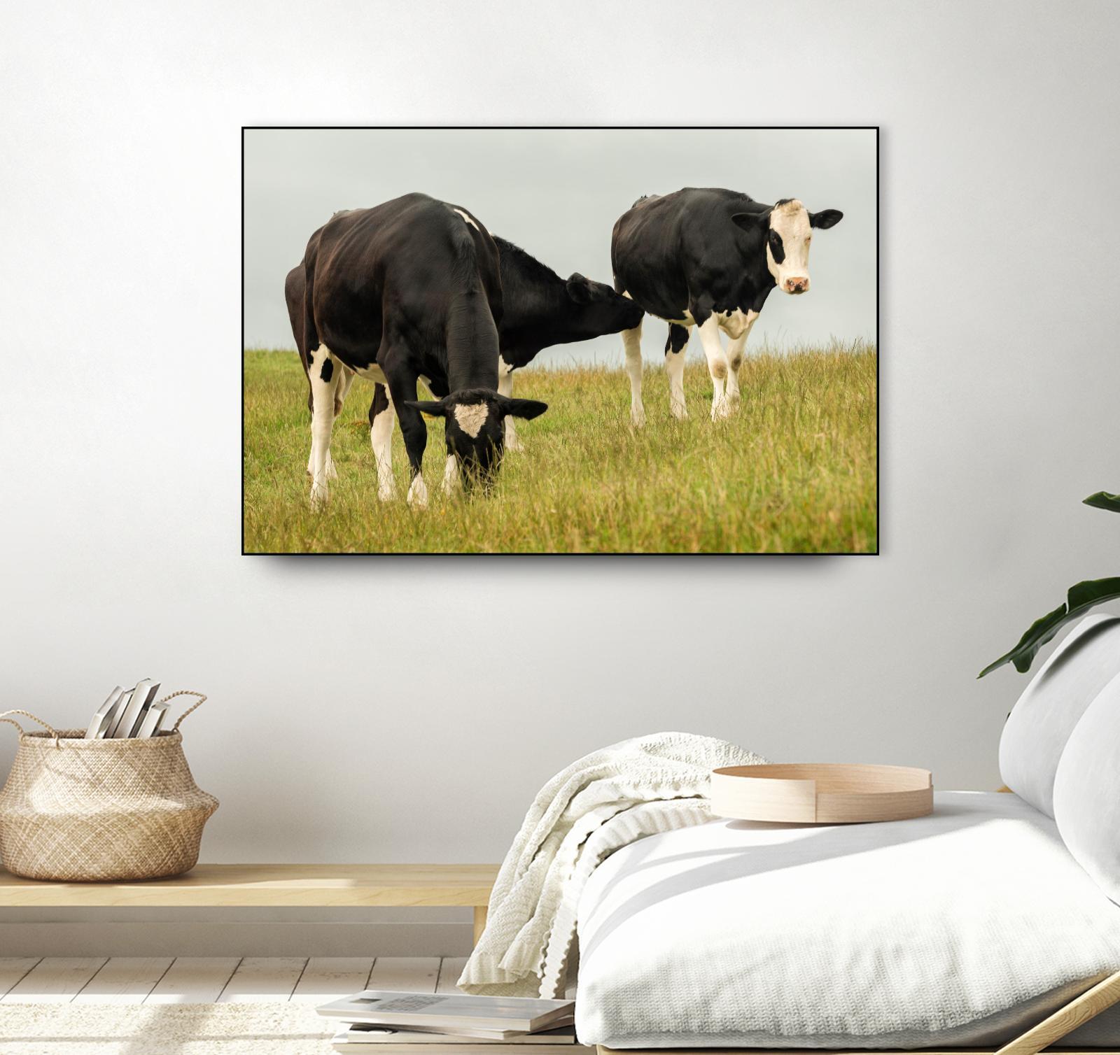 Country Cows by Andy Amos on GIANT ART - farm photography