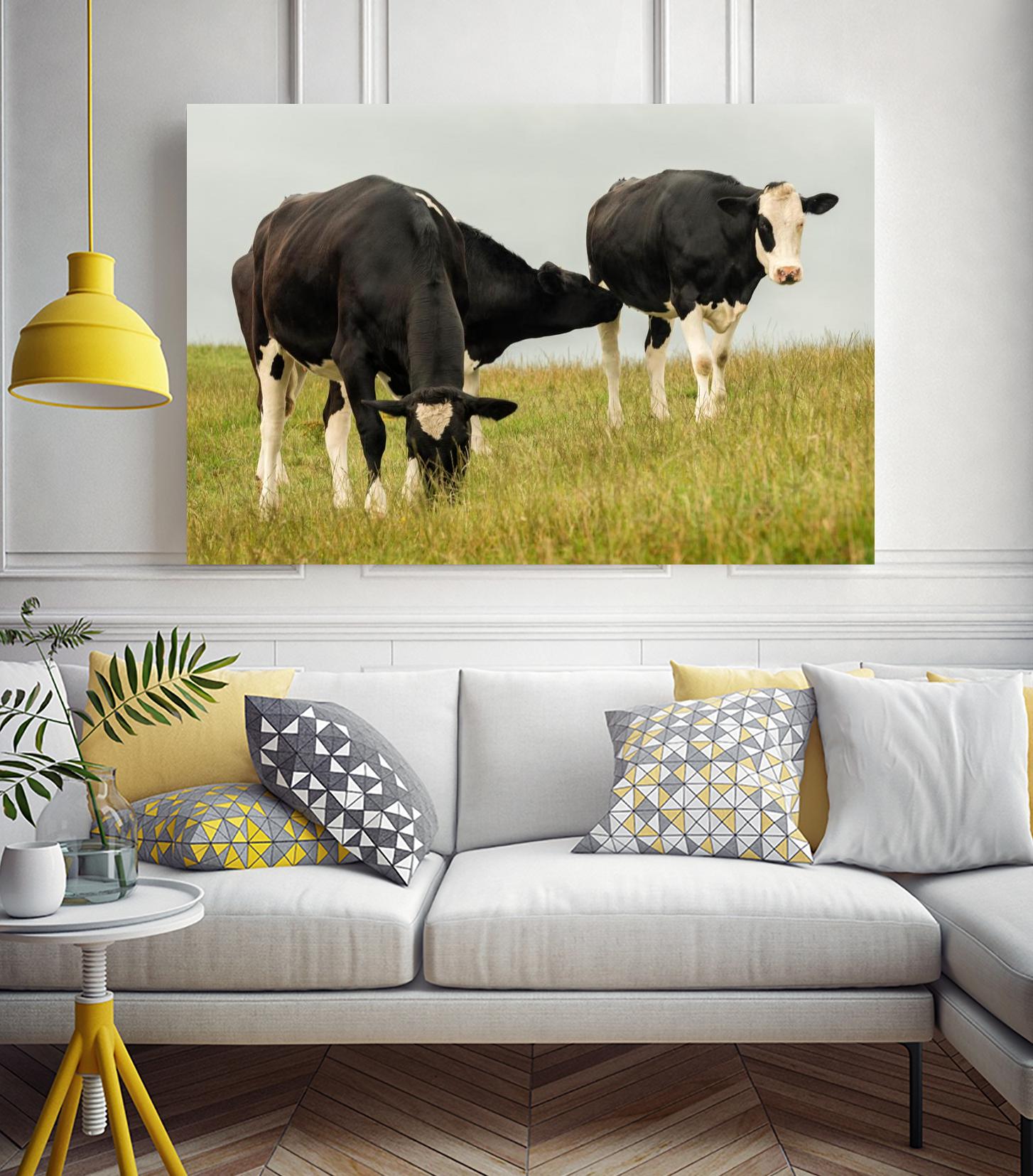 Country Cows by Andy Amos on GIANT ART - farm photography
