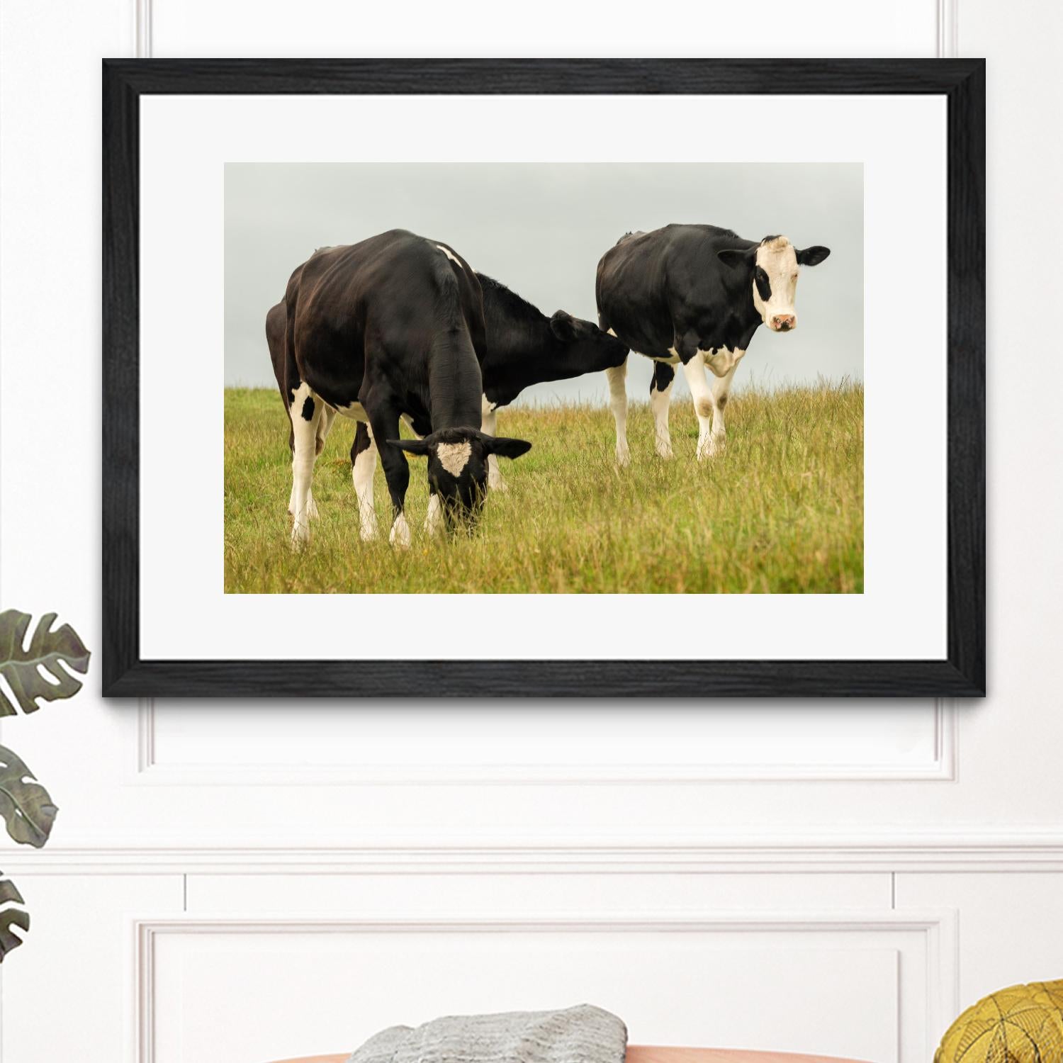 Country Cows by Andy Amos on GIANT ART - farm photography