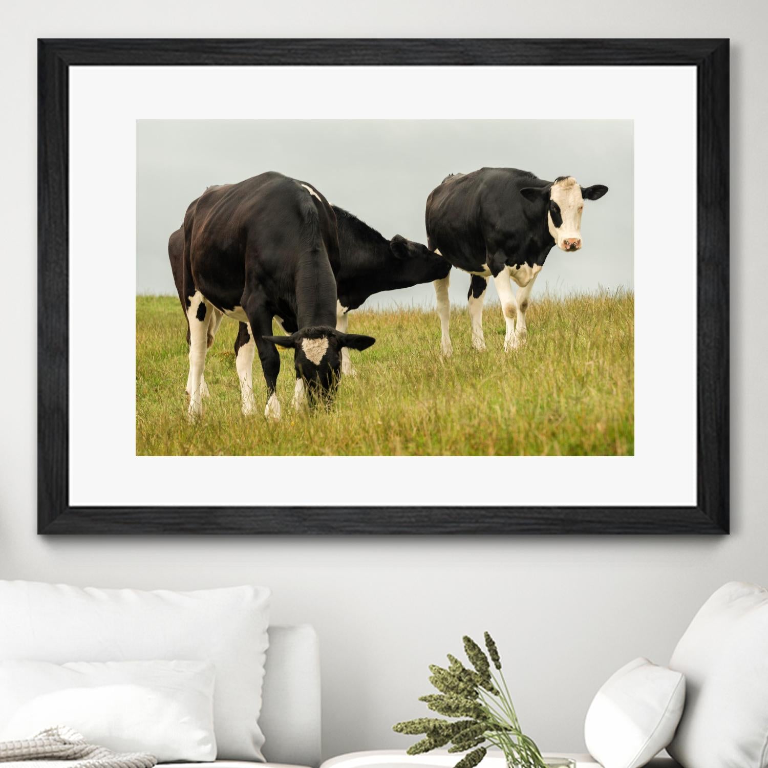 Country Cows by Andy Amos on GIANT ART - farm photography