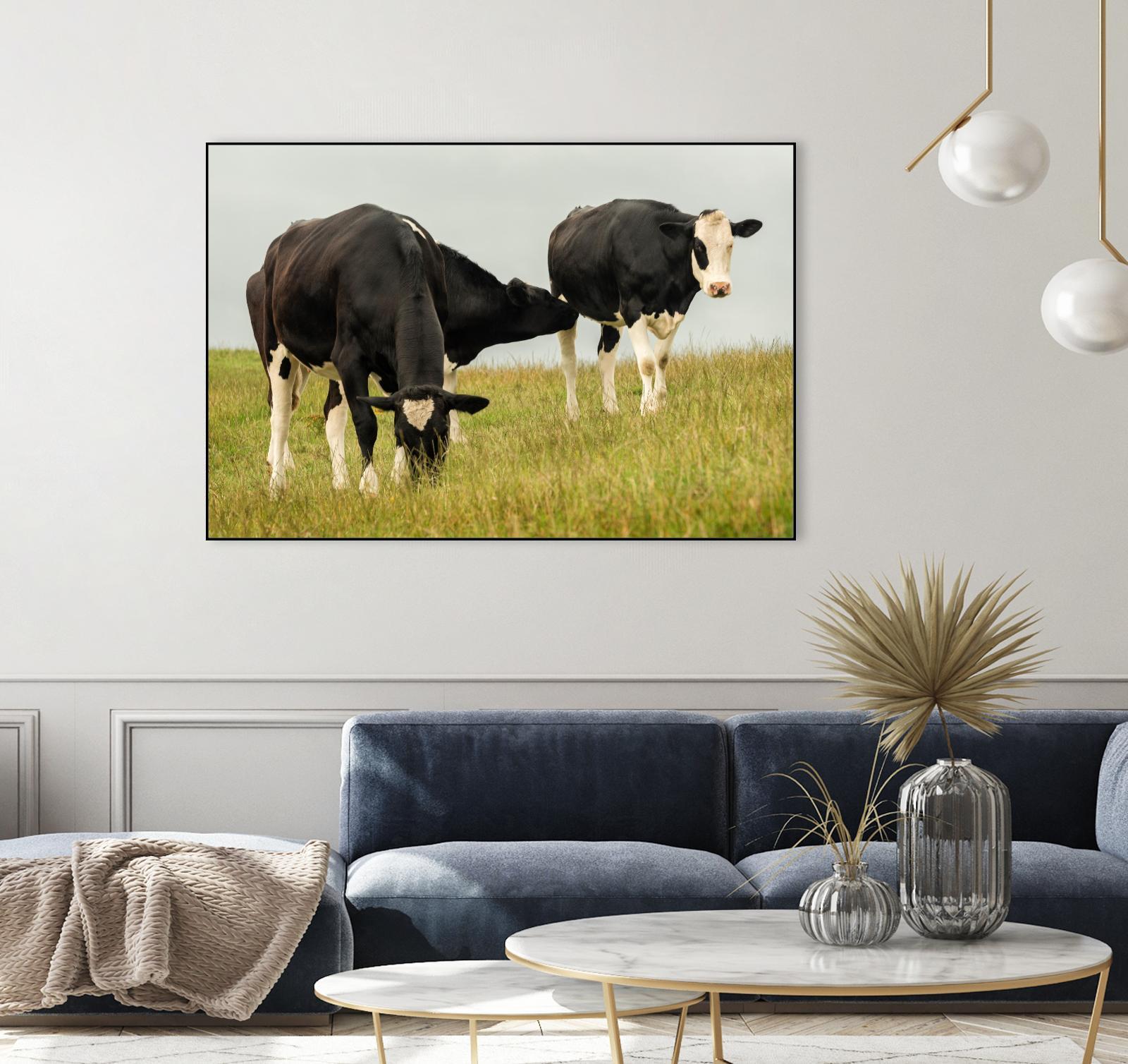 Country Cows by Andy Amos on GIANT ART - farm photography