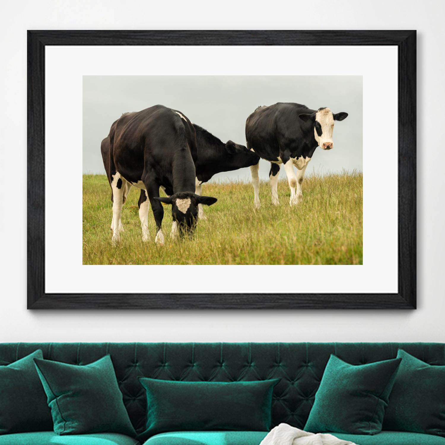 Country Cows by Andy Amos on GIANT ART - farm photography