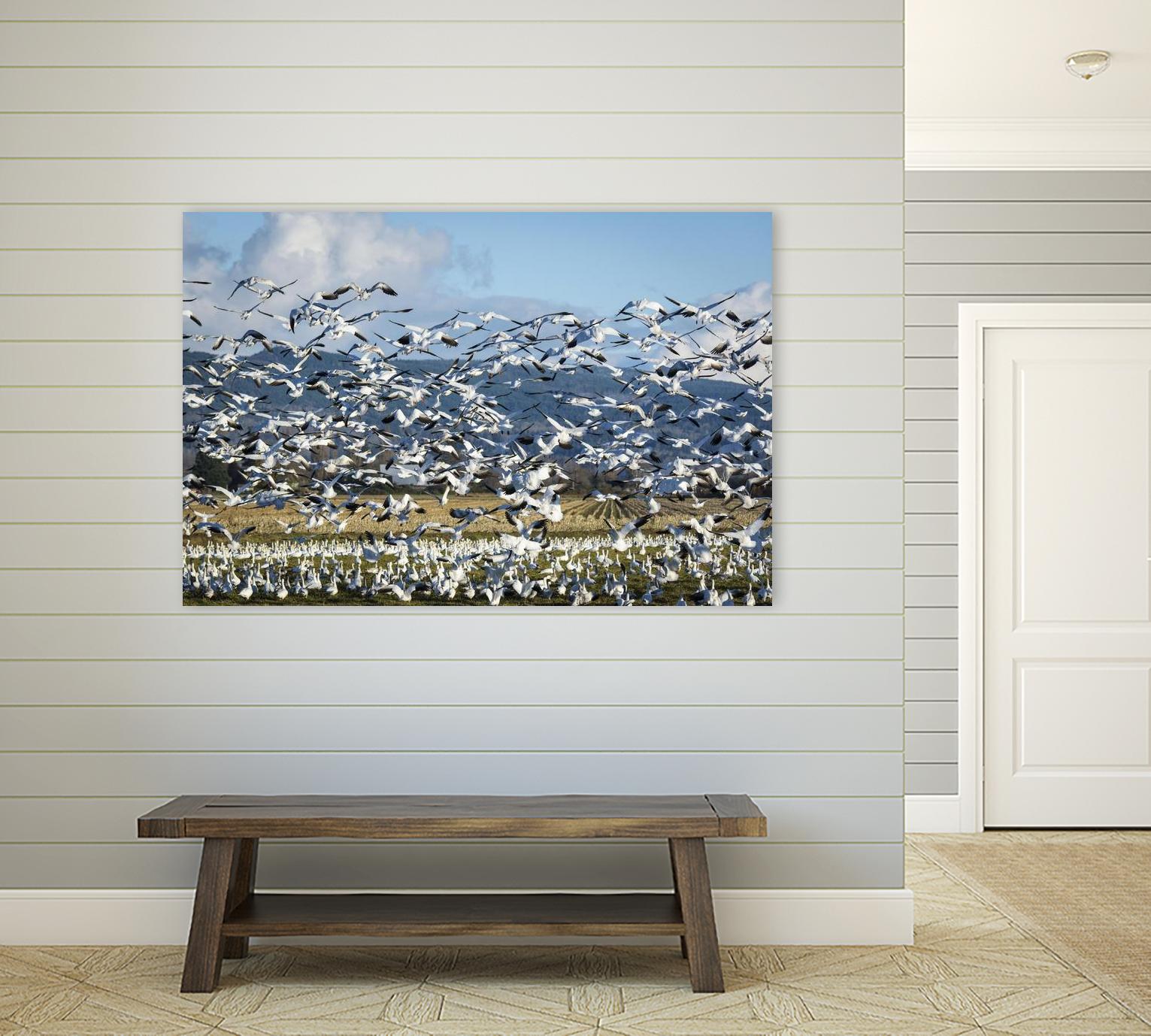 Takeoff by Nancy Crowell on GIANT ART - beige landscape