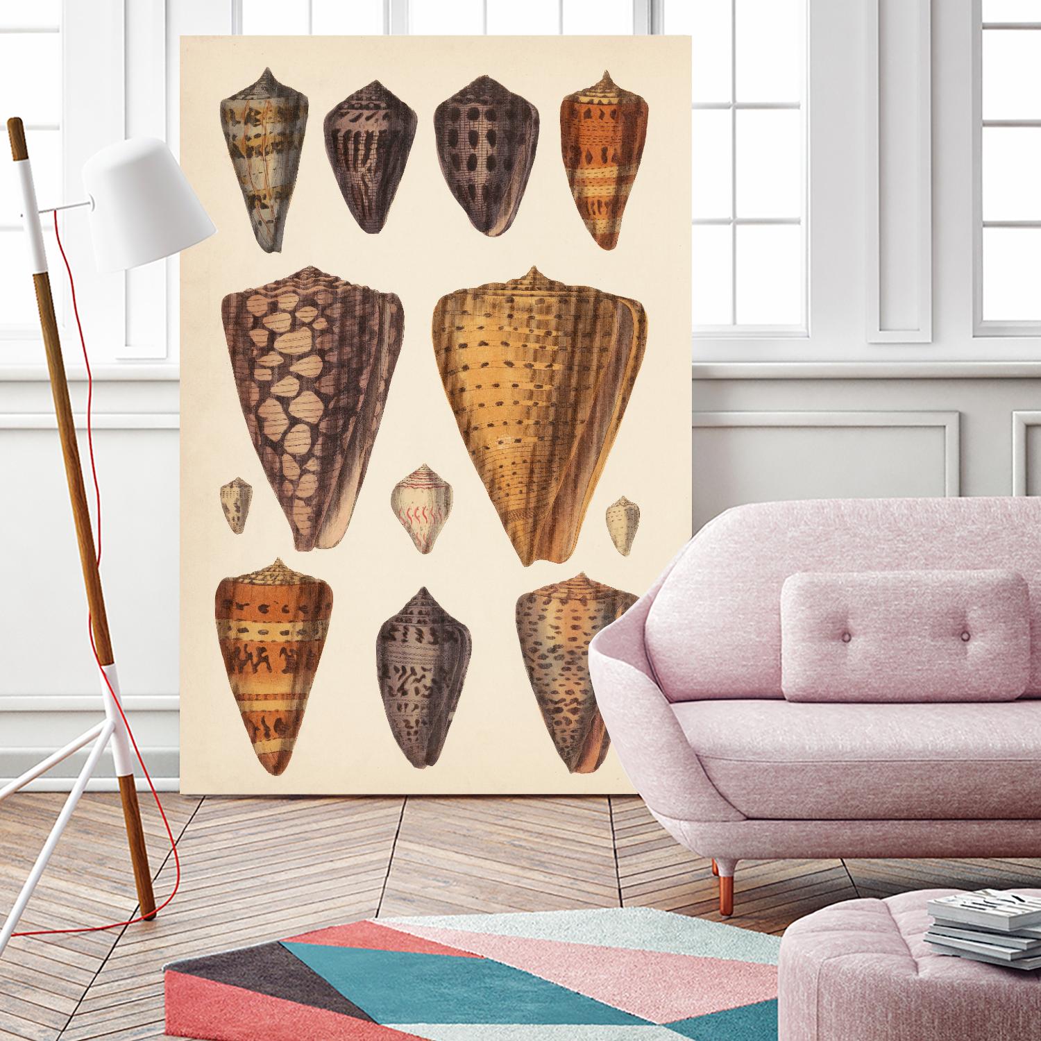 Antique Cone Shells I by Unknown on GIANT ART - orange beach