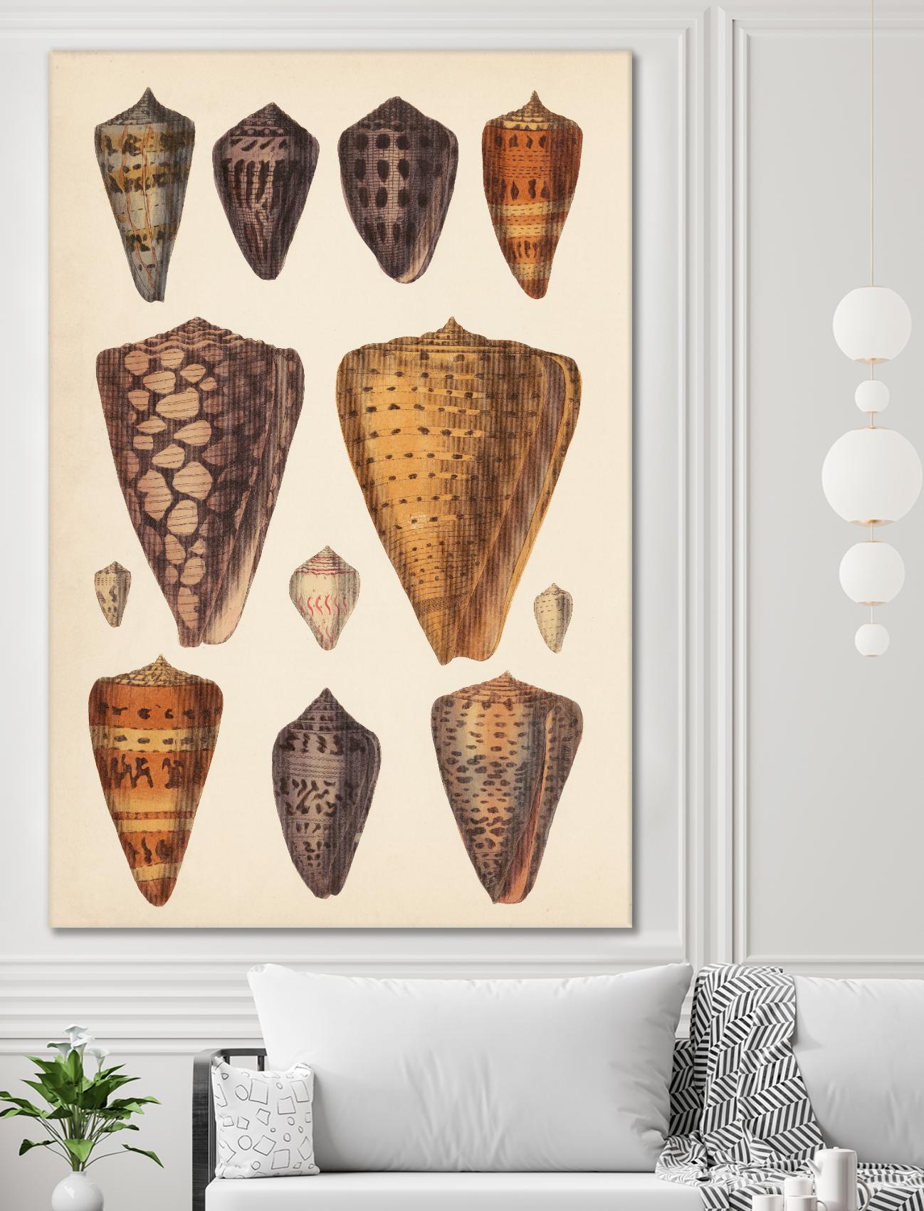 Antique Cone Shells I by Unknown on GIANT ART - orange beach