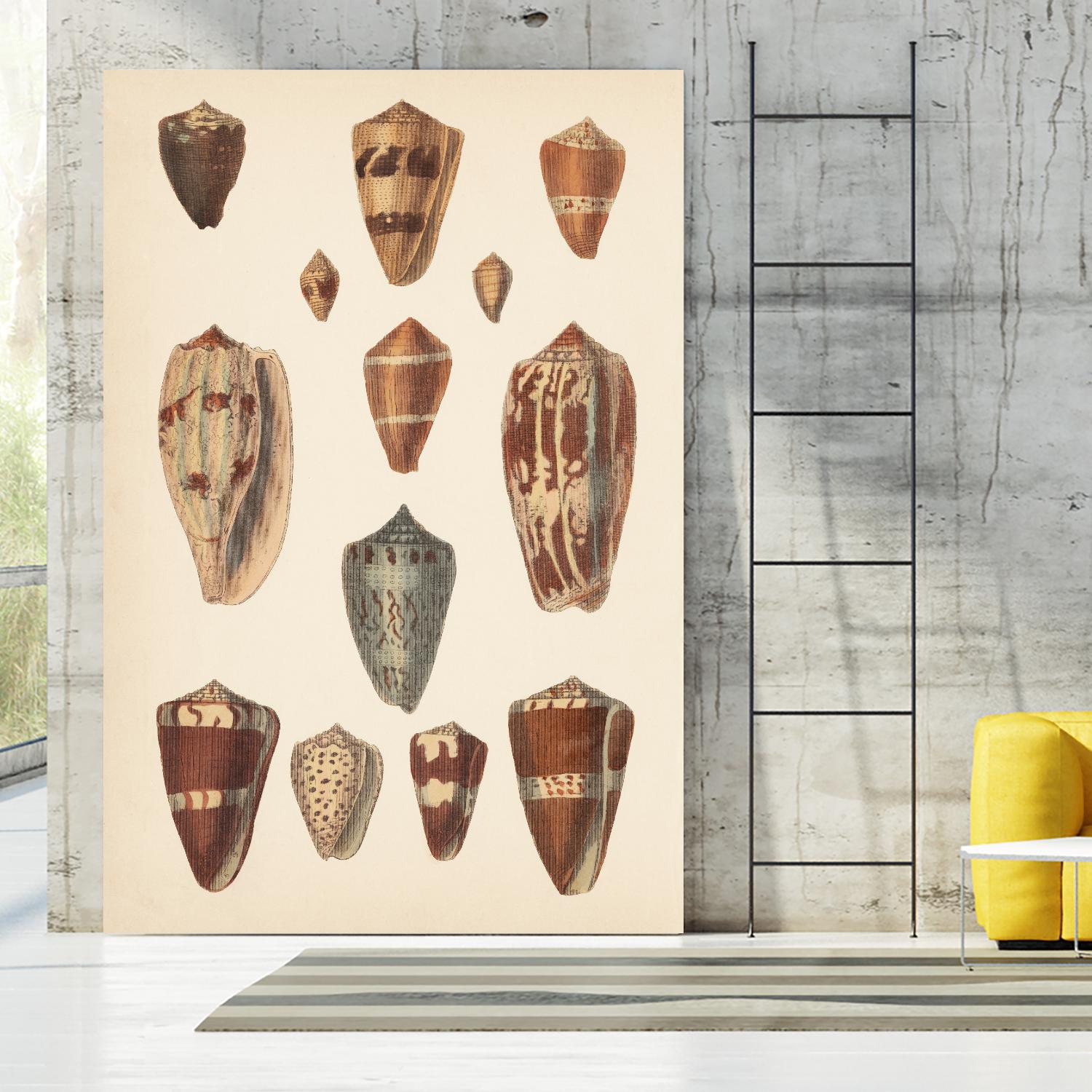 Antique Cone Shells II by Unknown on GIANT ART - beige seashell