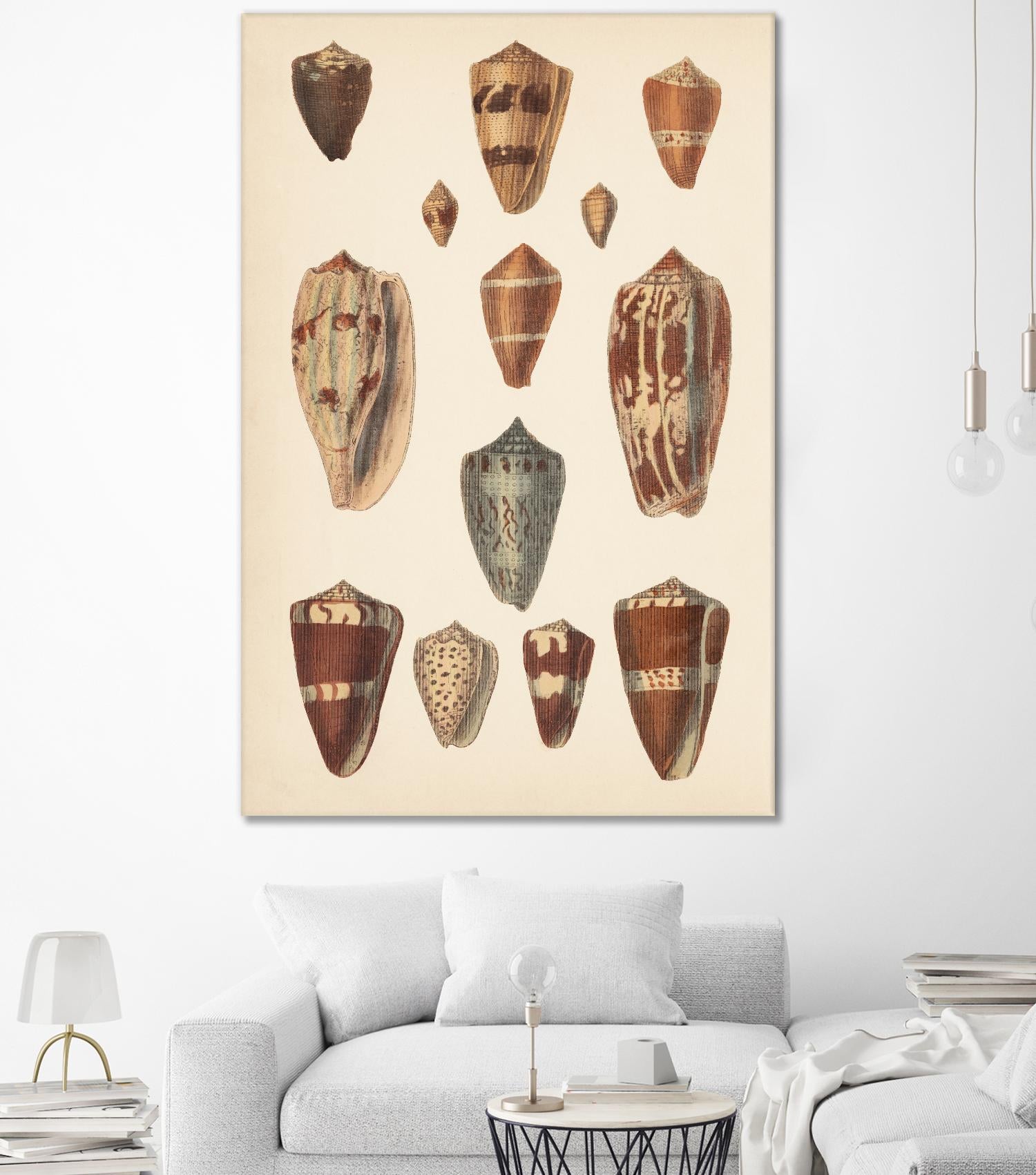 Antique Cone Shells II by Unknown on GIANT ART - beige seashell