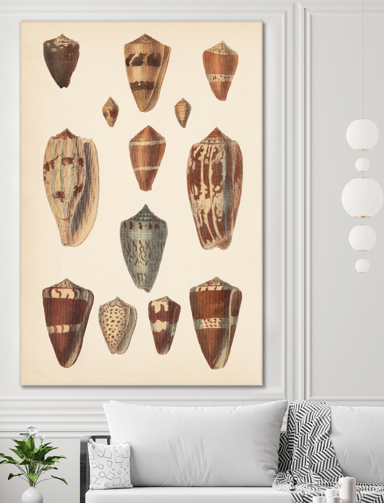 Antique Cone Shells II by Unknown on GIANT ART - beige seashell