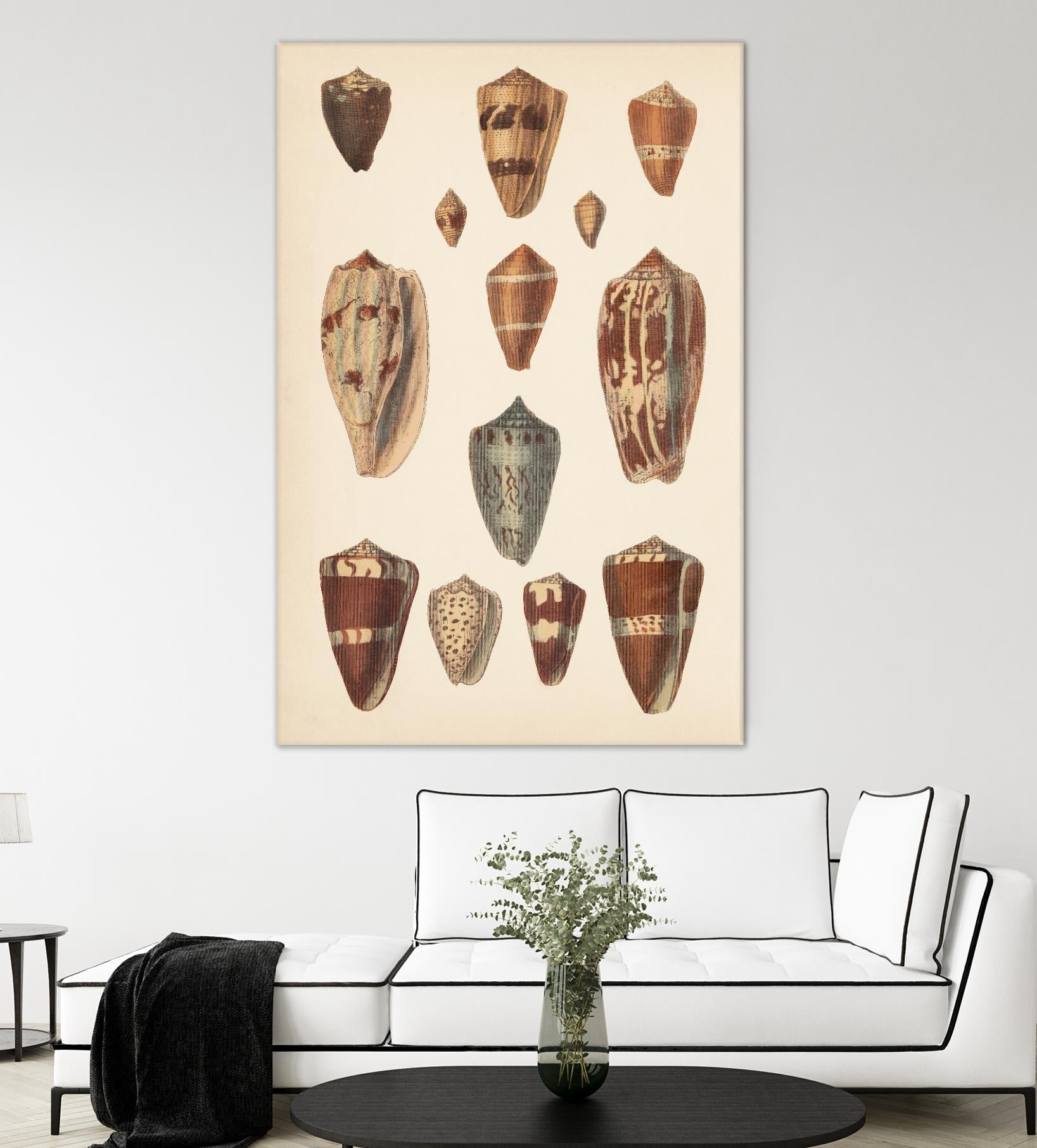 Antique Cone Shells II by Unknown on GIANT ART - beige seashell