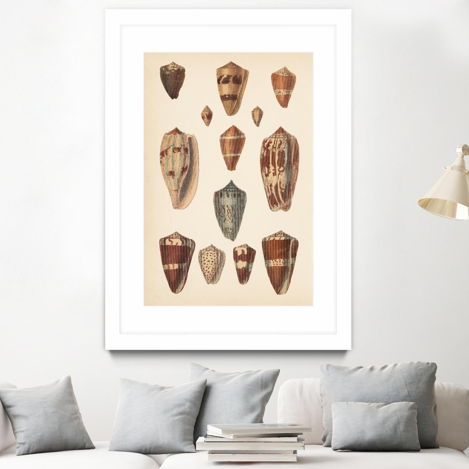 Antique Cone Shells II by Unknown on GIANT ART - beige seashell