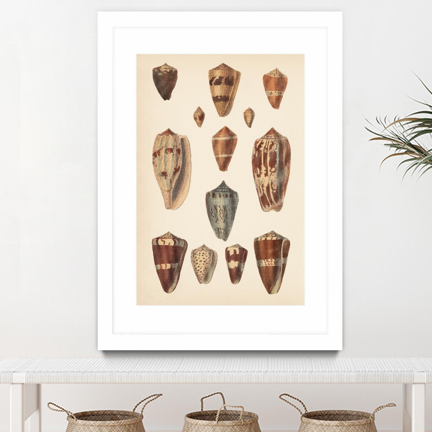 Antique Cone Shells II by Unknown on GIANT ART - beige seashell