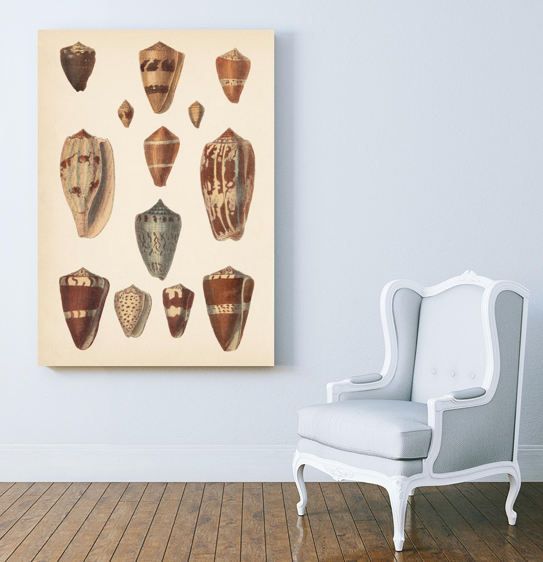 Antique Cone Shells II by Unknown on GIANT ART - beige seashell