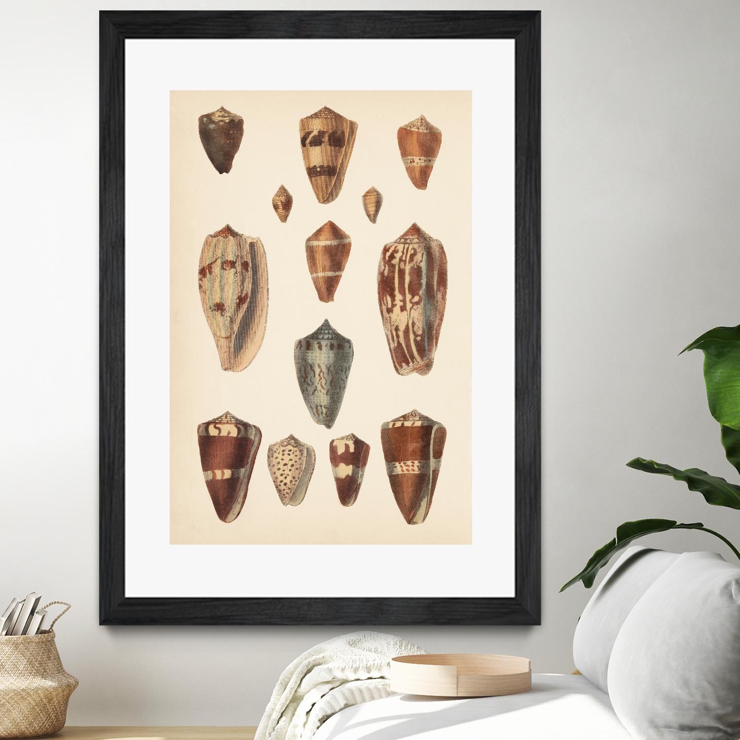 Antique Cone Shells II by Unknown on GIANT ART - beige seashell