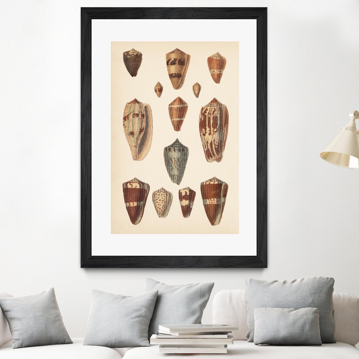 Antique Cone Shells II by Unknown on GIANT ART - beige seashell