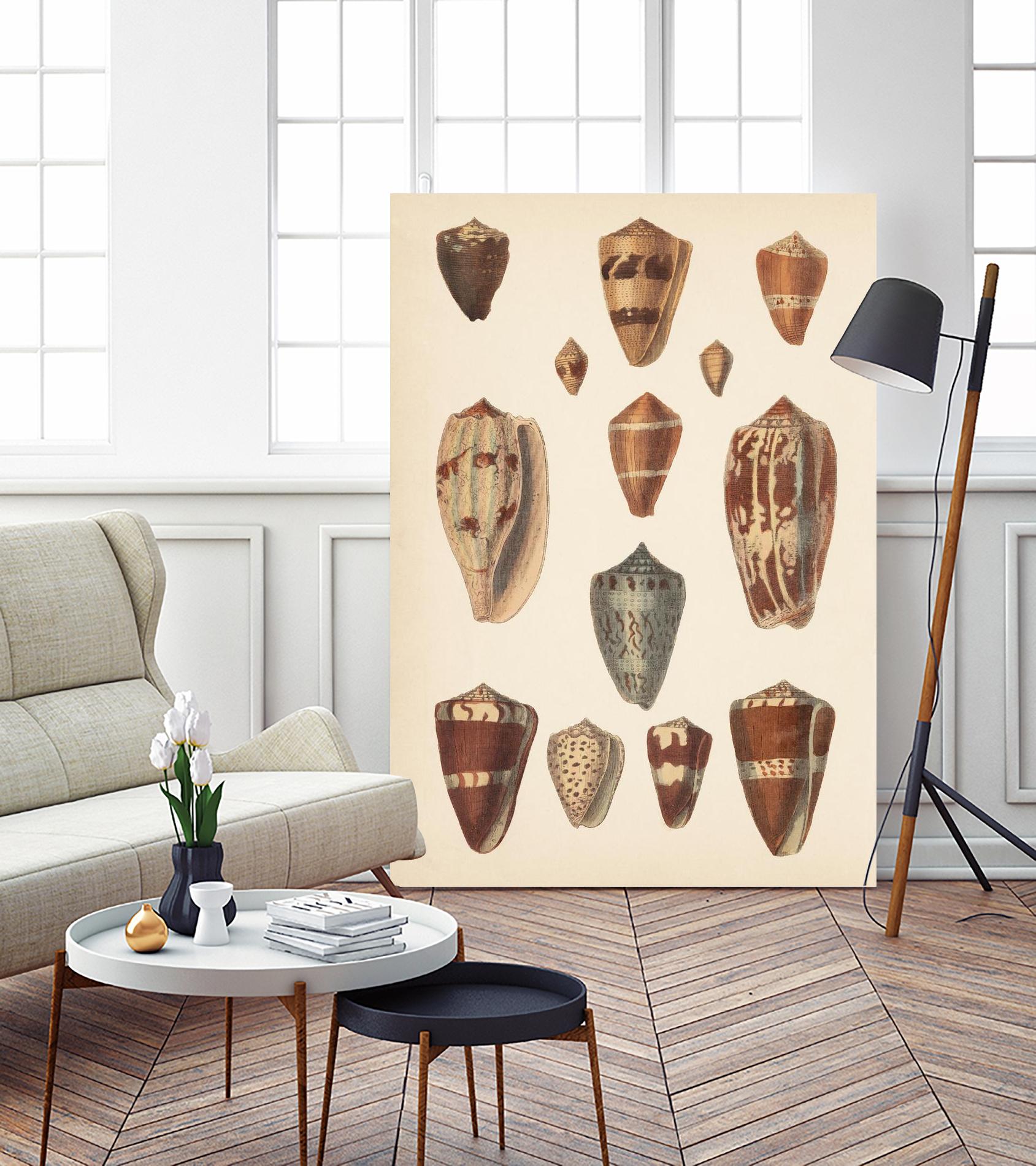 Antique Cone Shells II by Unknown on GIANT ART - beige seashell