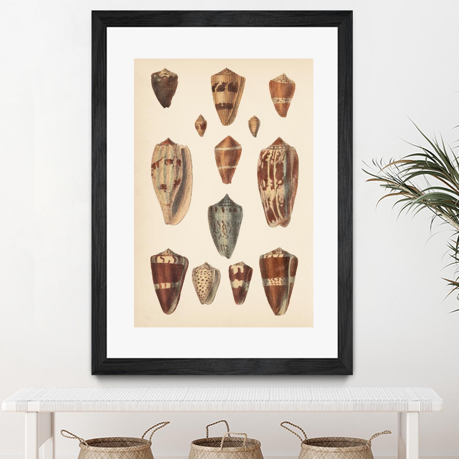 Antique Cone Shells II by Unknown on GIANT ART - beige seashell
