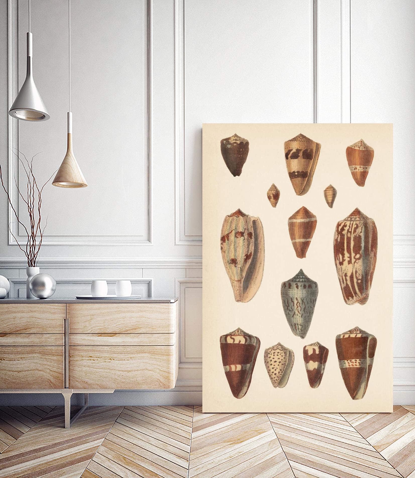 Antique Cone Shells II by Unknown on GIANT ART - beige seashell