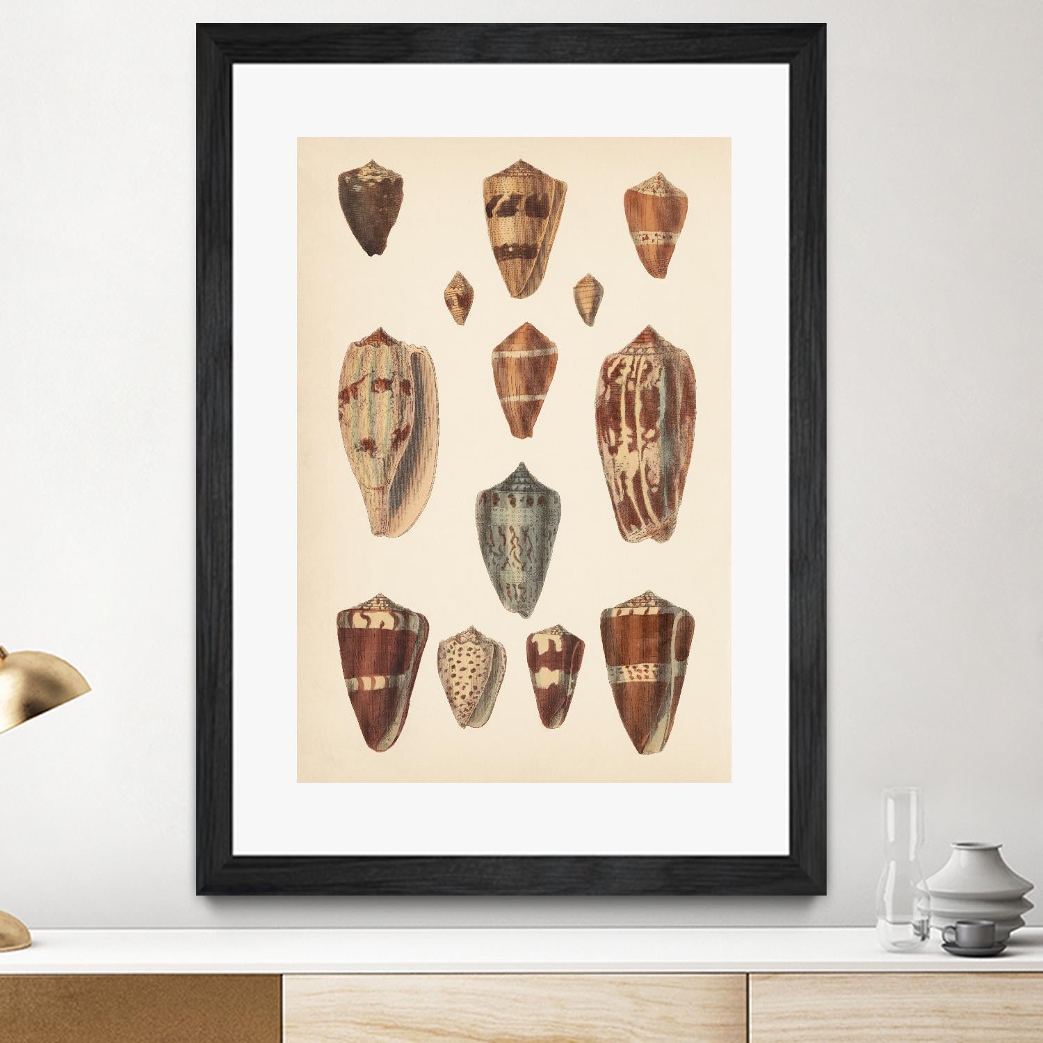 Antique Cone Shells II by Unknown on GIANT ART - beige seashell