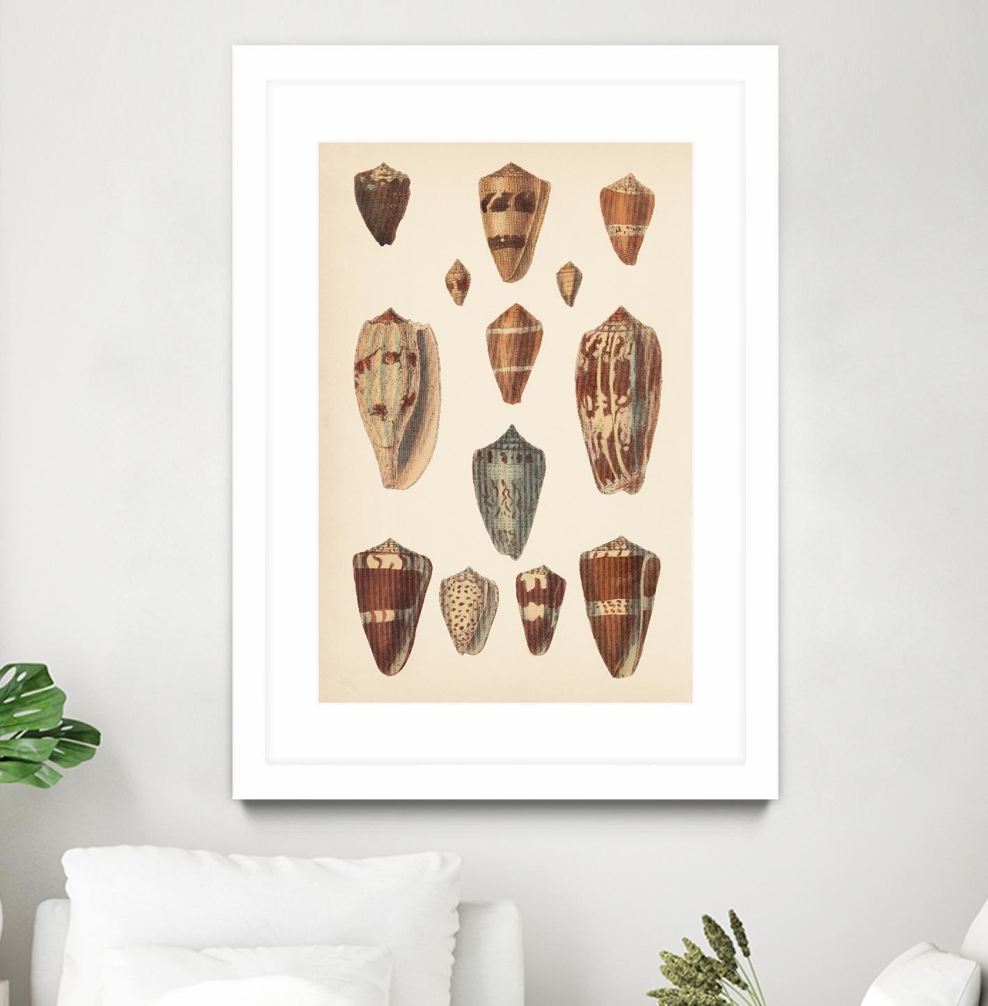 Antique Cone Shells II by Unknown on GIANT ART - beige seashell