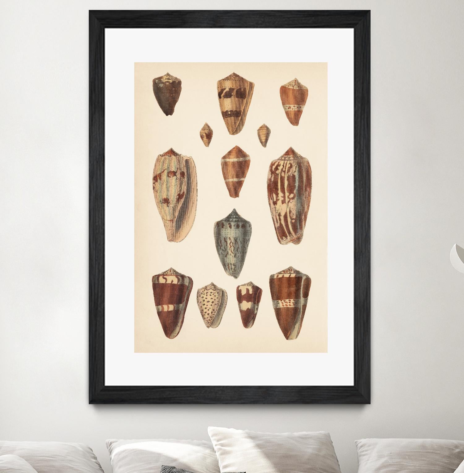 Antique Cone Shells II by Unknown on GIANT ART - beige seashell
