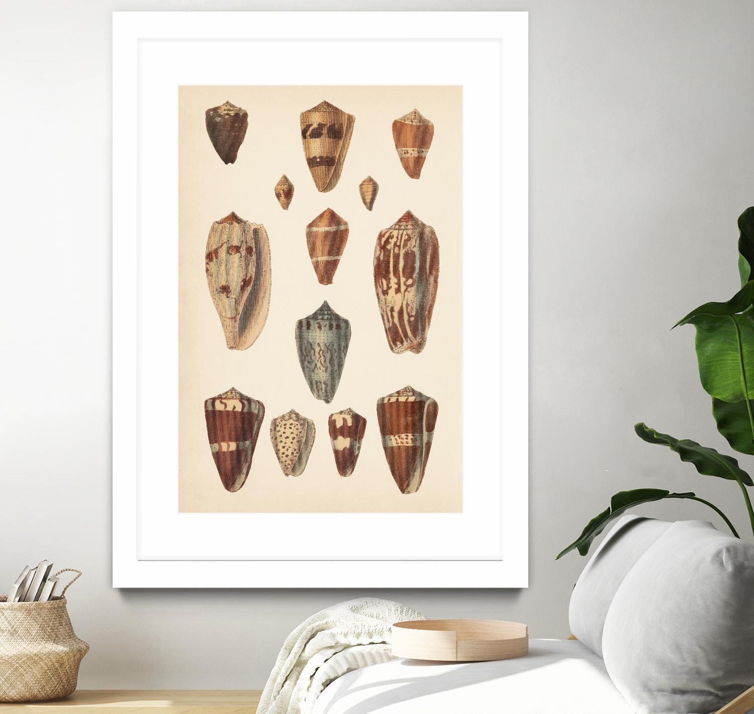 Antique Cone Shells II by Unknown on GIANT ART - beige seashell