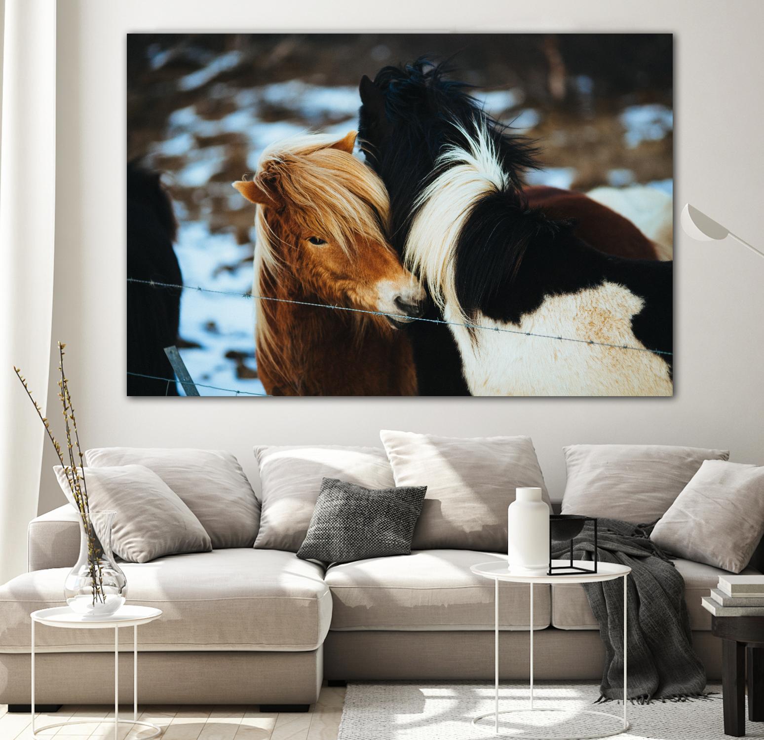Poneys by Pexels on GIANT ART - black animals