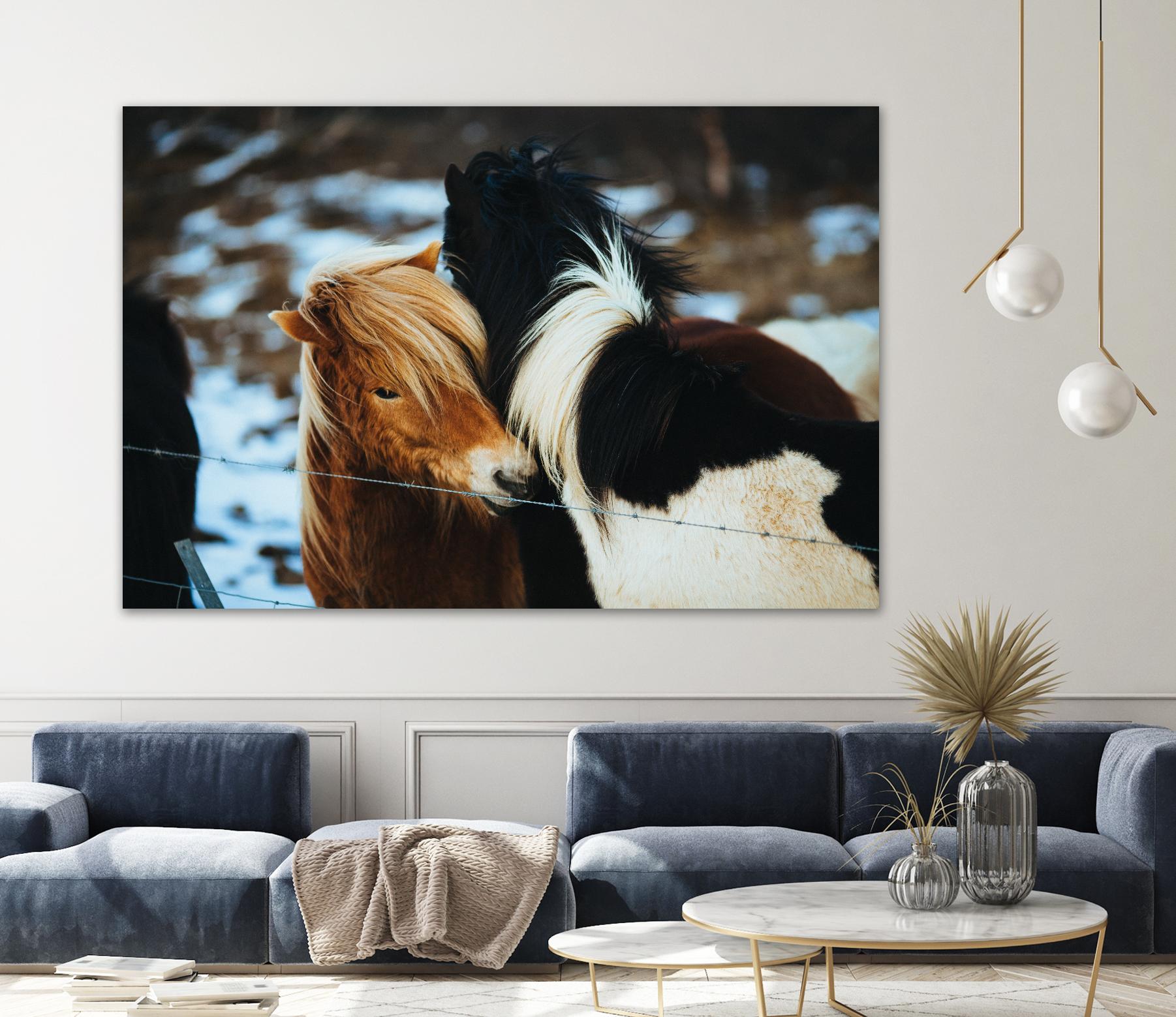 Poneys by Pexels on GIANT ART - black animals